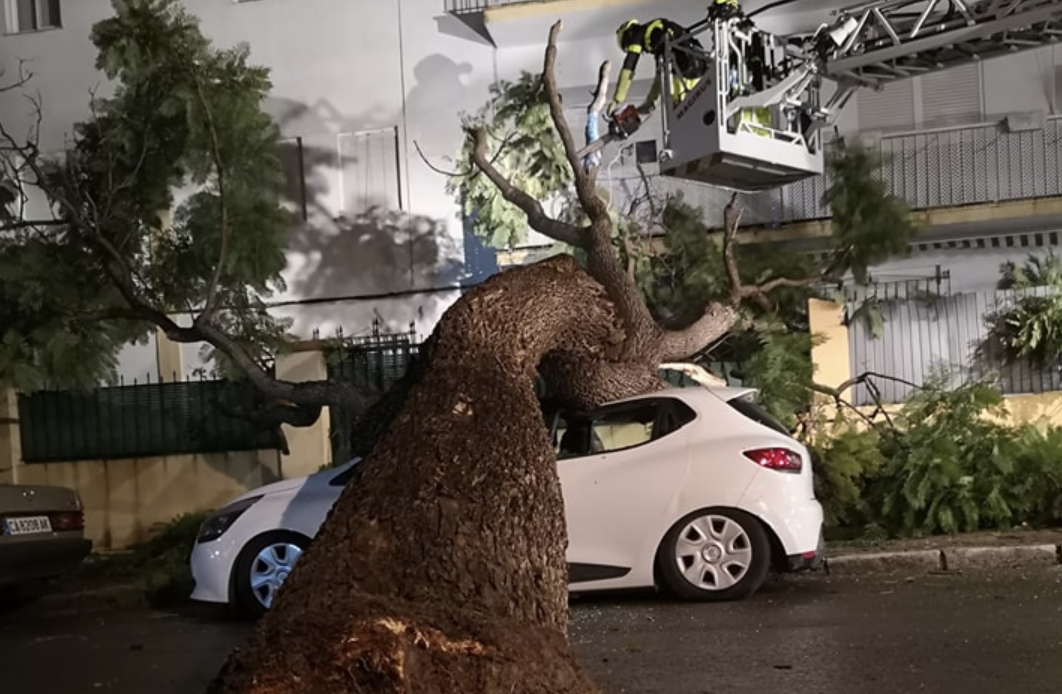 Cae Sobre Un Coche Y Un Patio Un Rbol De Grandes Dimensi