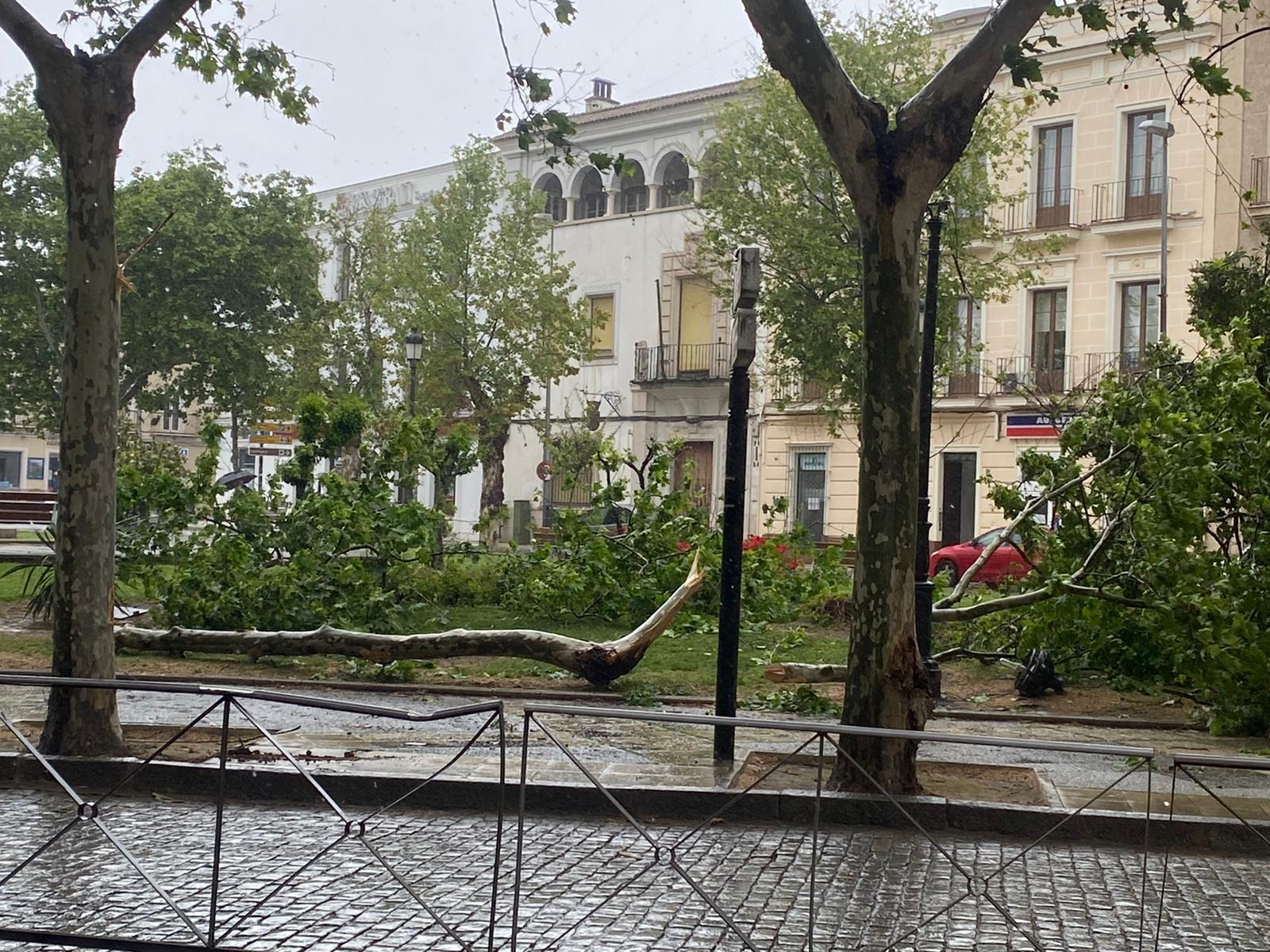 Cae una rama de grandes dimensiones en la plaza del Mamelón de Jerez.