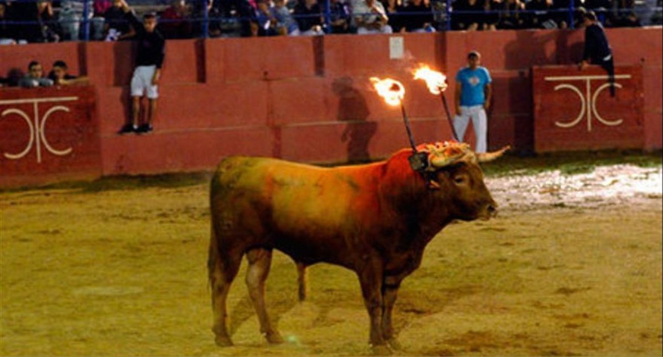 Un toro embolado, en una imagen de archivo.