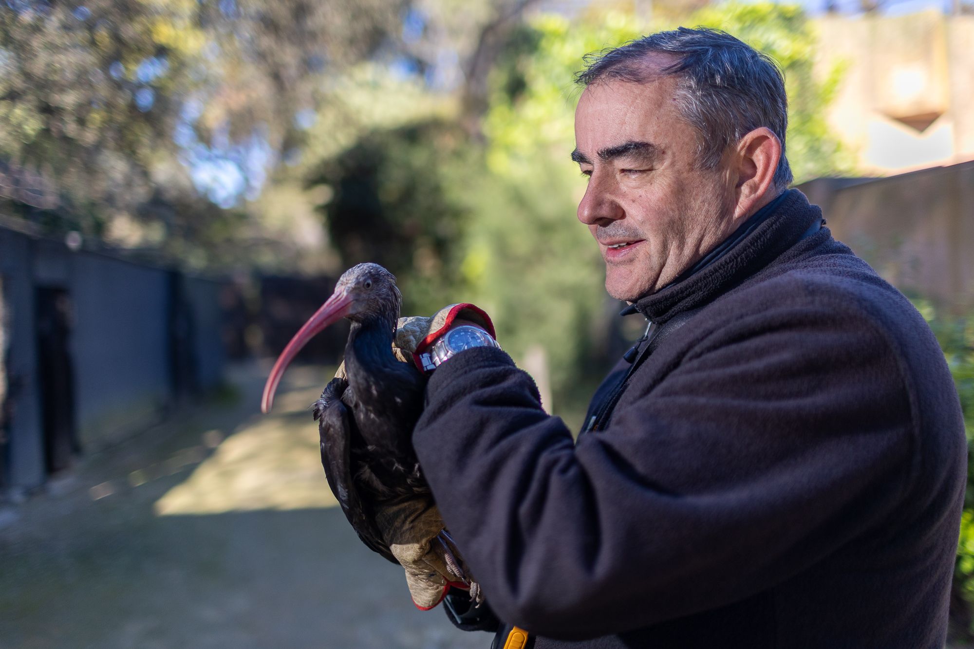 La explicación técnica a las chinches que han aparecido en Jerez la ha dado un biólogo del Zoobotánico.