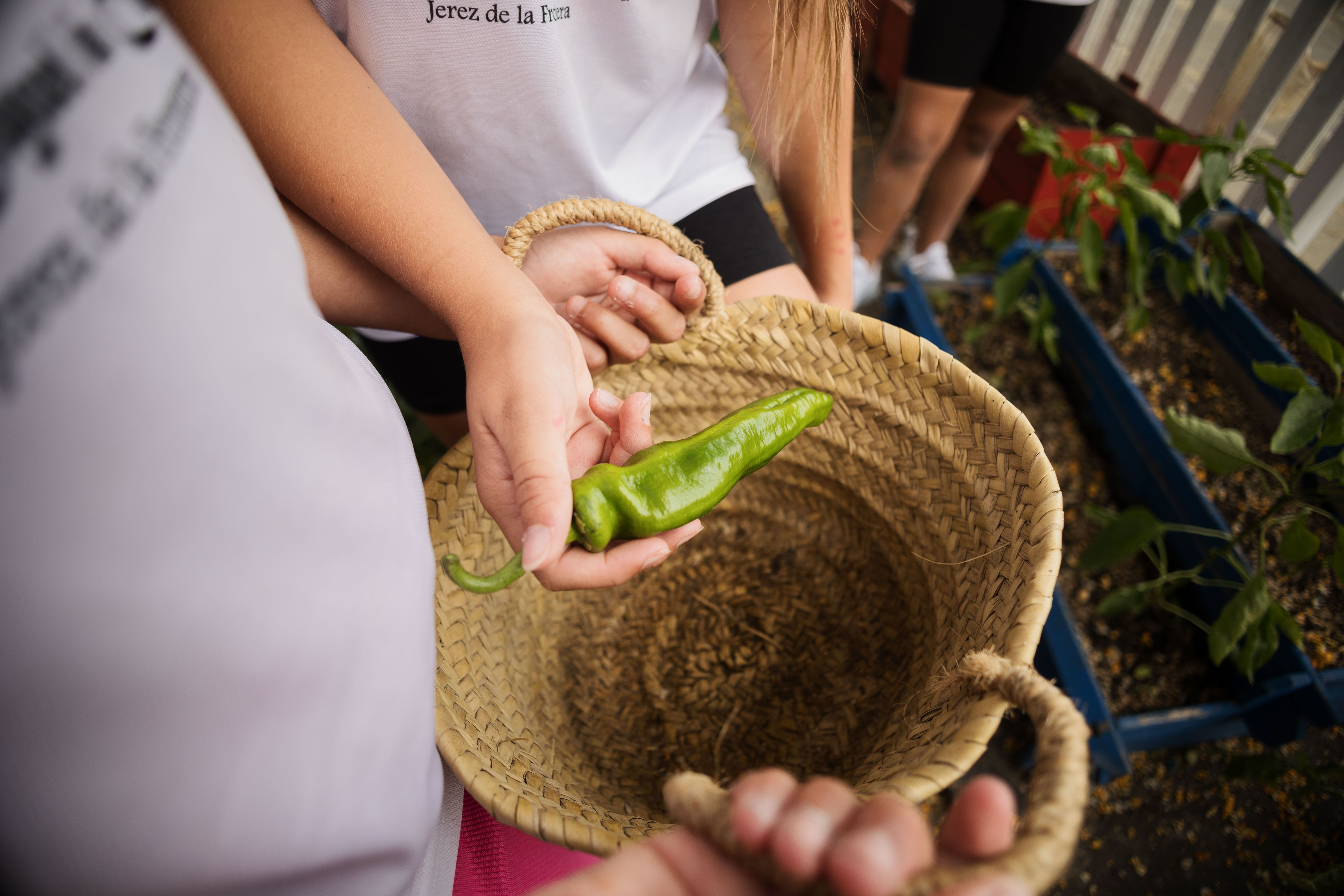 Pimiento ya maduro.