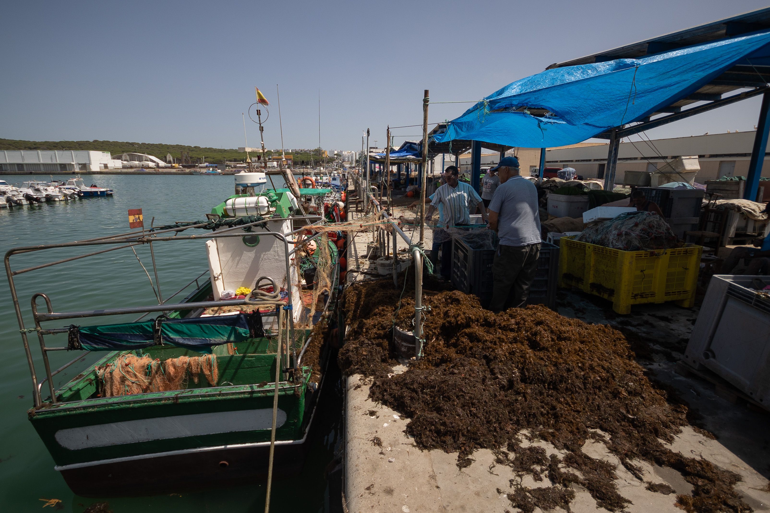 Alga asiática. Pescadores de Barbate limpian sus barcos de alga invasora, en julio de 2023.