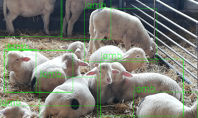 La identificación de corderos en el sistema de inteligencia artificial desarrollado por las cooperativas.