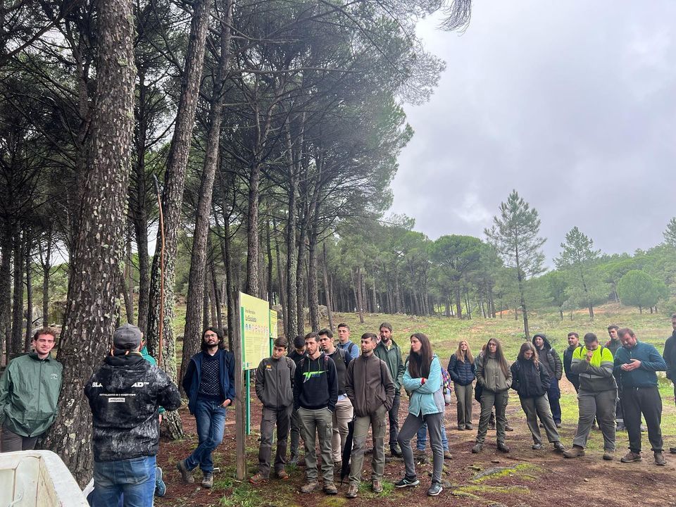 El piñón ibérico, el frutos seco más caro el mundo cuya versión ‘premium’ nace en Huelva. En la imagen, una de las sesiones formativas sobre el pino piñonero en Almonaster.