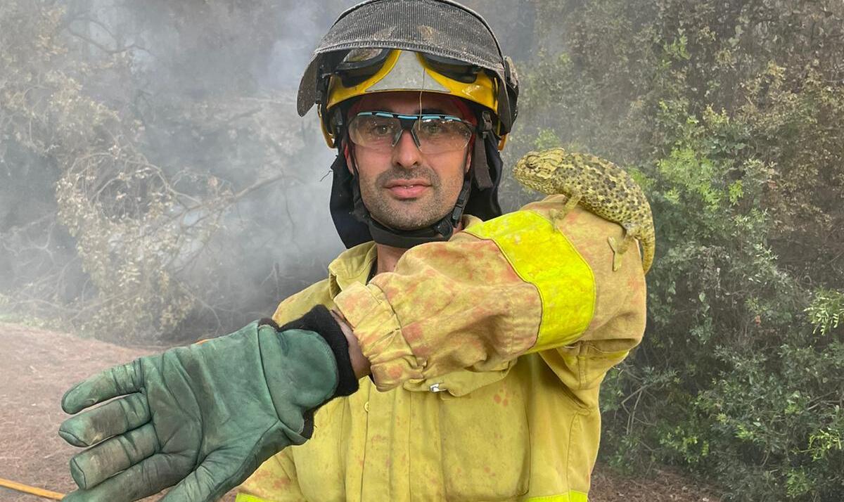 Un bombero con un camaleón en Puerto Real, en una imagen del Infoca.