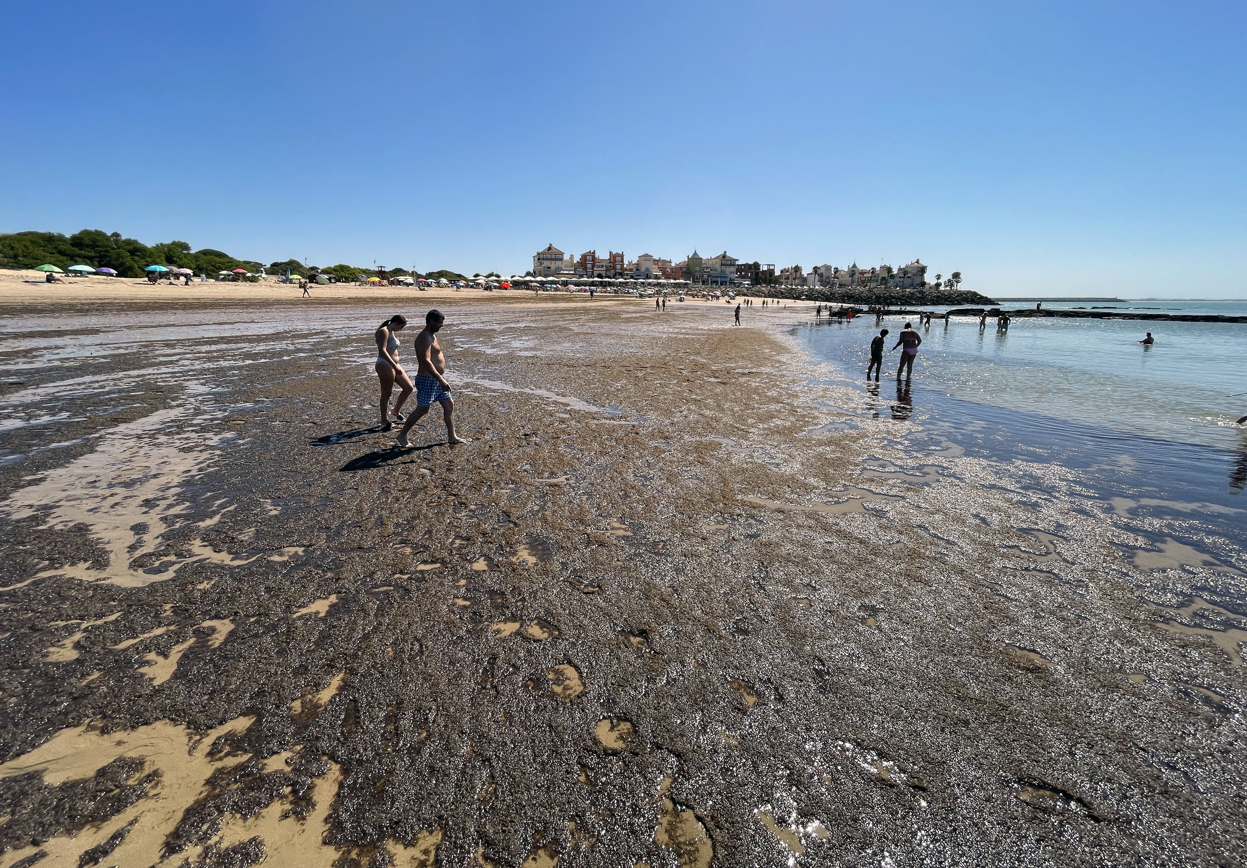 Manto de algas asiáticas con la marea baja en la playa de la Muralla