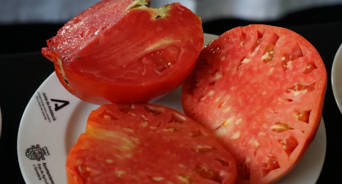 Tomate huevo de Toro. DIPUTACIÓN DE MÁLAGA