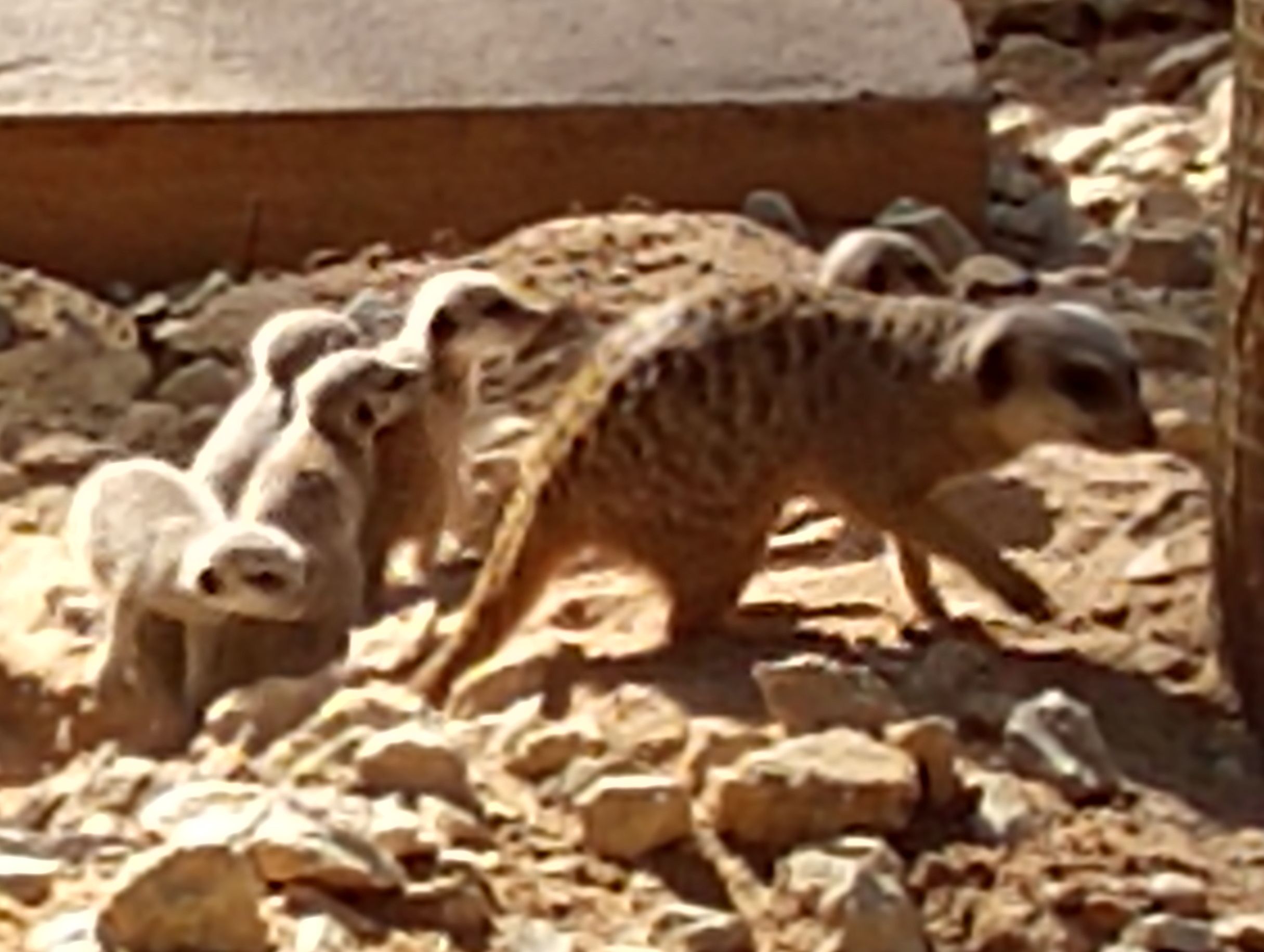 La mamá con sus crías en el Zoo de Jerez.