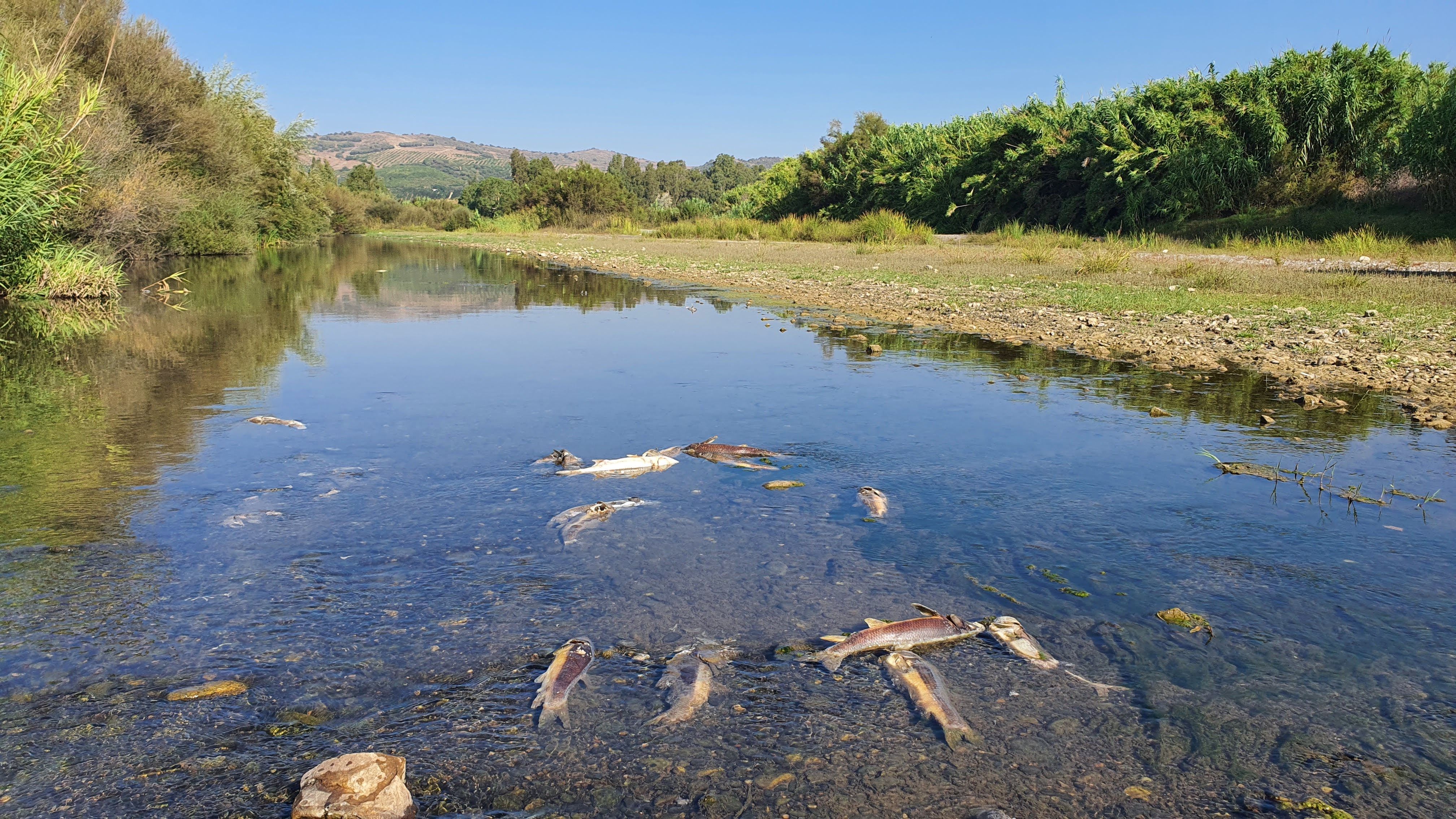 Peces muertos en el río Guadiaro este viernes por la mañana, en una fotografía facilitada por Verdemar-Ecologistas en Acción.