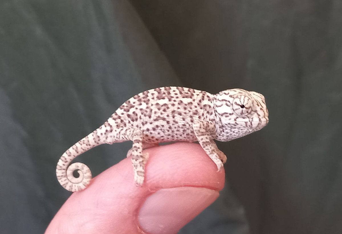 Una cría de camaleón nacida en el Zoo de Jerez. 