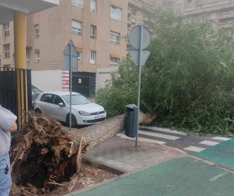El árbol caído sobre la entrada del colegio en Sevilla.