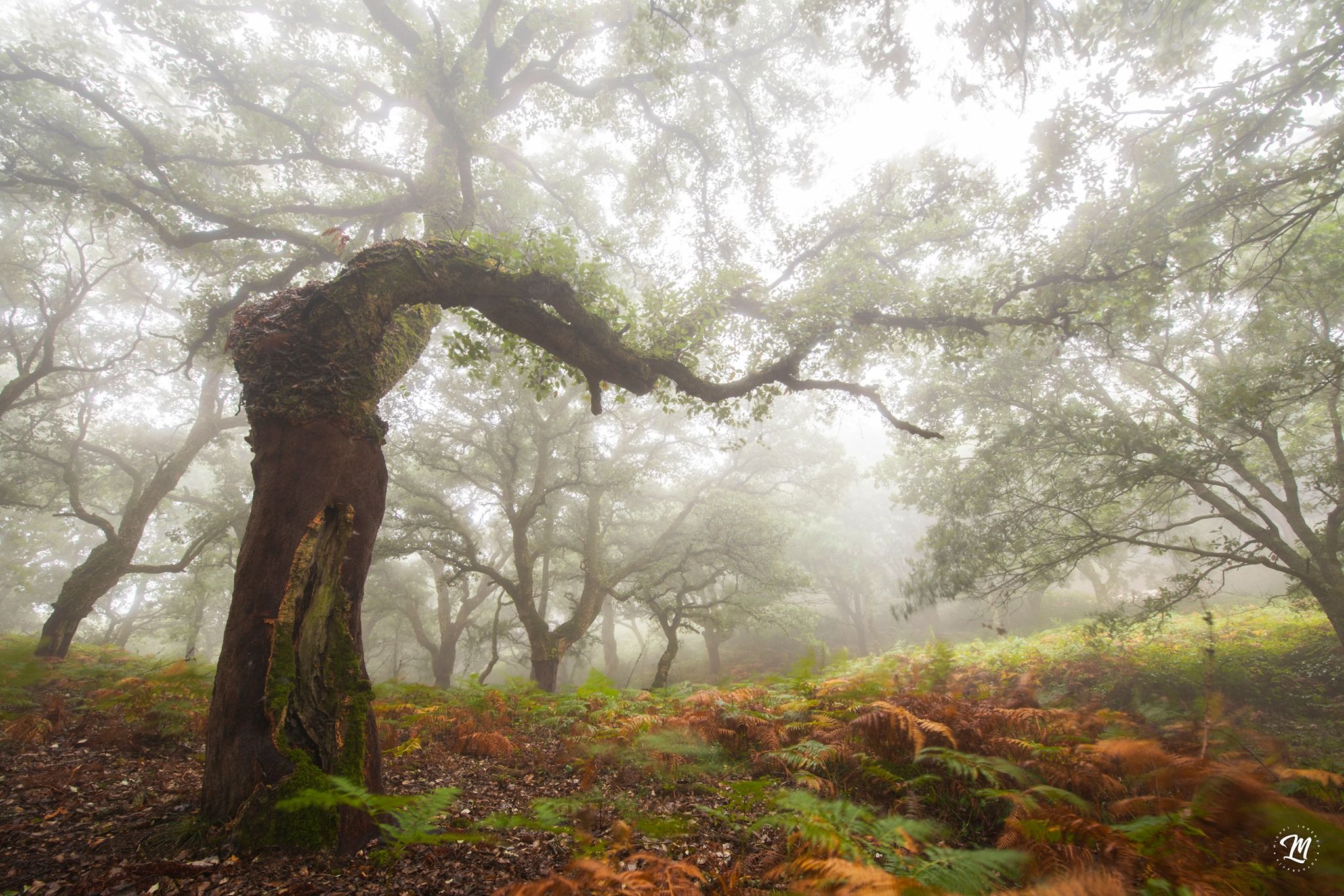 Una imagen del bosque de Los Alcornocales, captada por Miguel Lorenzo Fotografía.