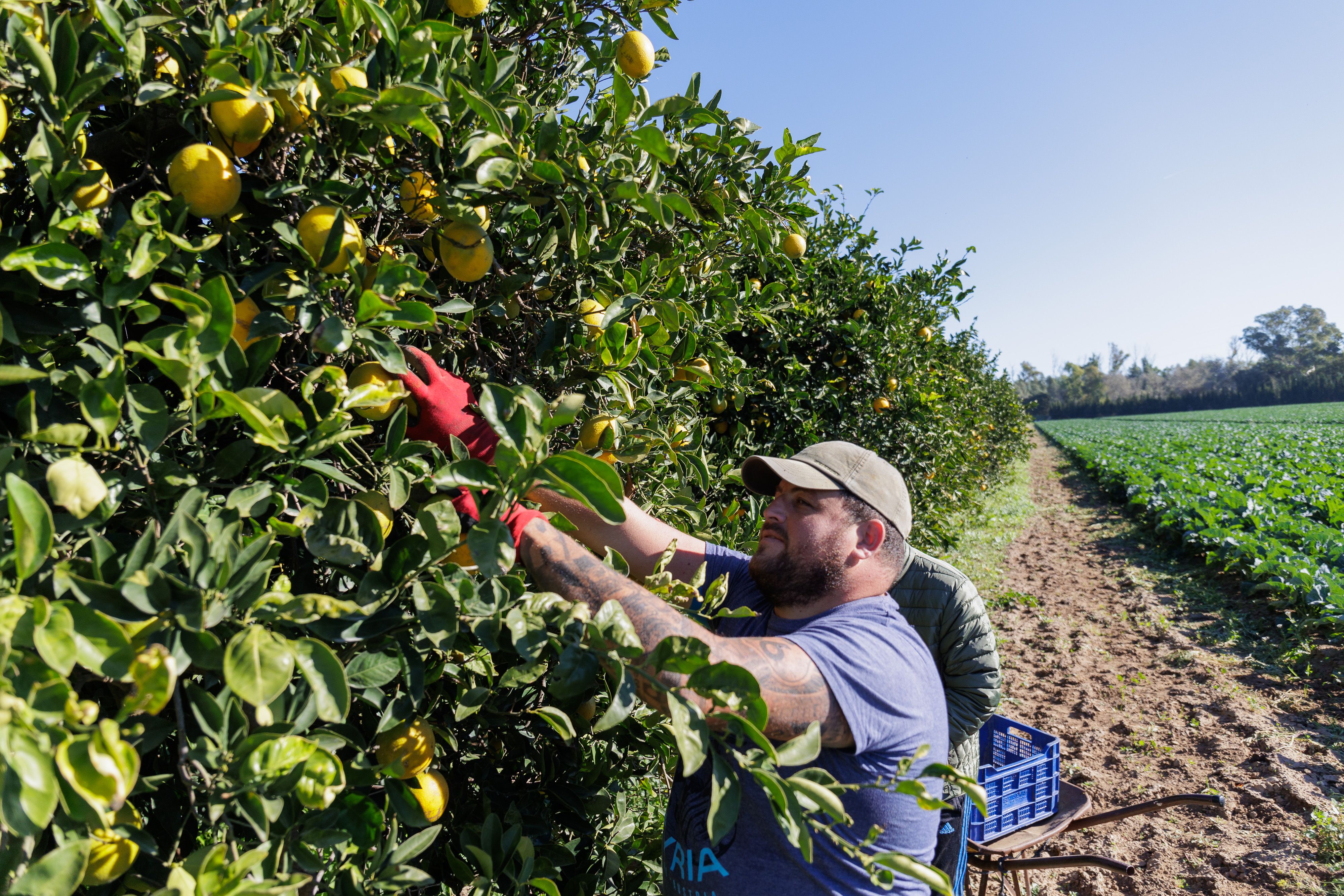 Un cultivo de naranjas en Andalucía en una imagen de archivo. Buenas previsiones para la cosecha de cítricos en Andalucía: la producción aumenta casi un 20%