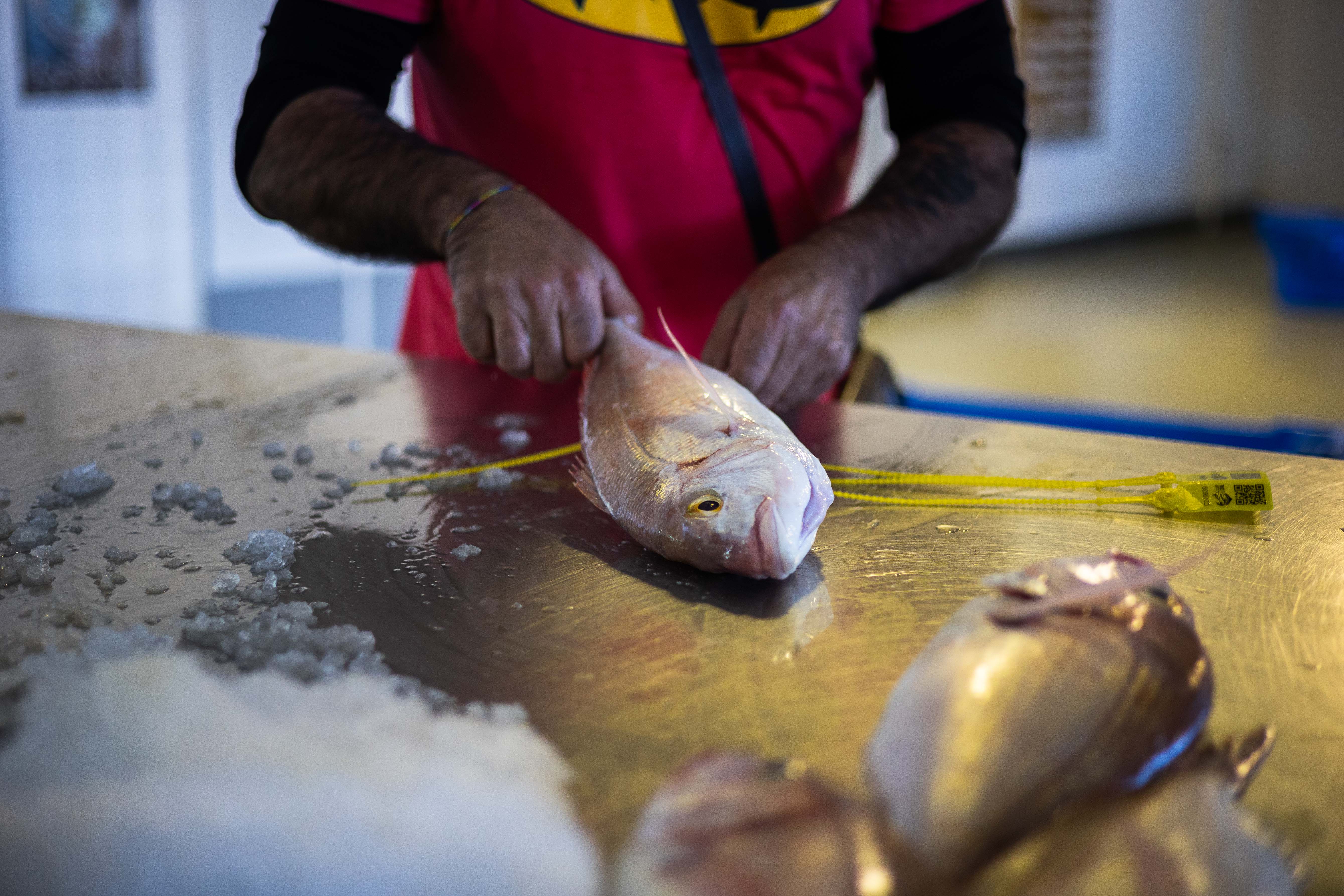 Pescado en una imagen de archivo. 