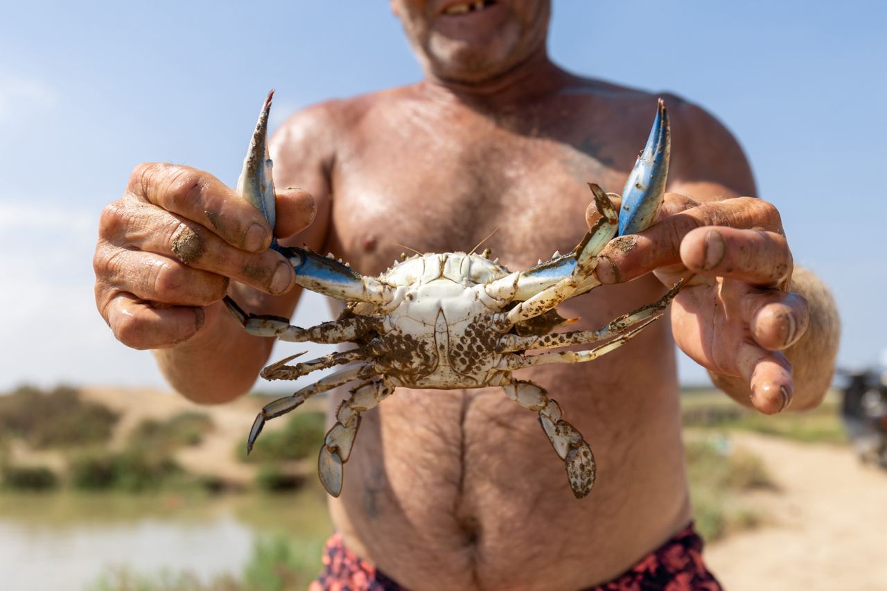 Un furtivo con una captura de cangrejo azul invasor en la desembocadura del Guadalquivir, en una imagen reciente.