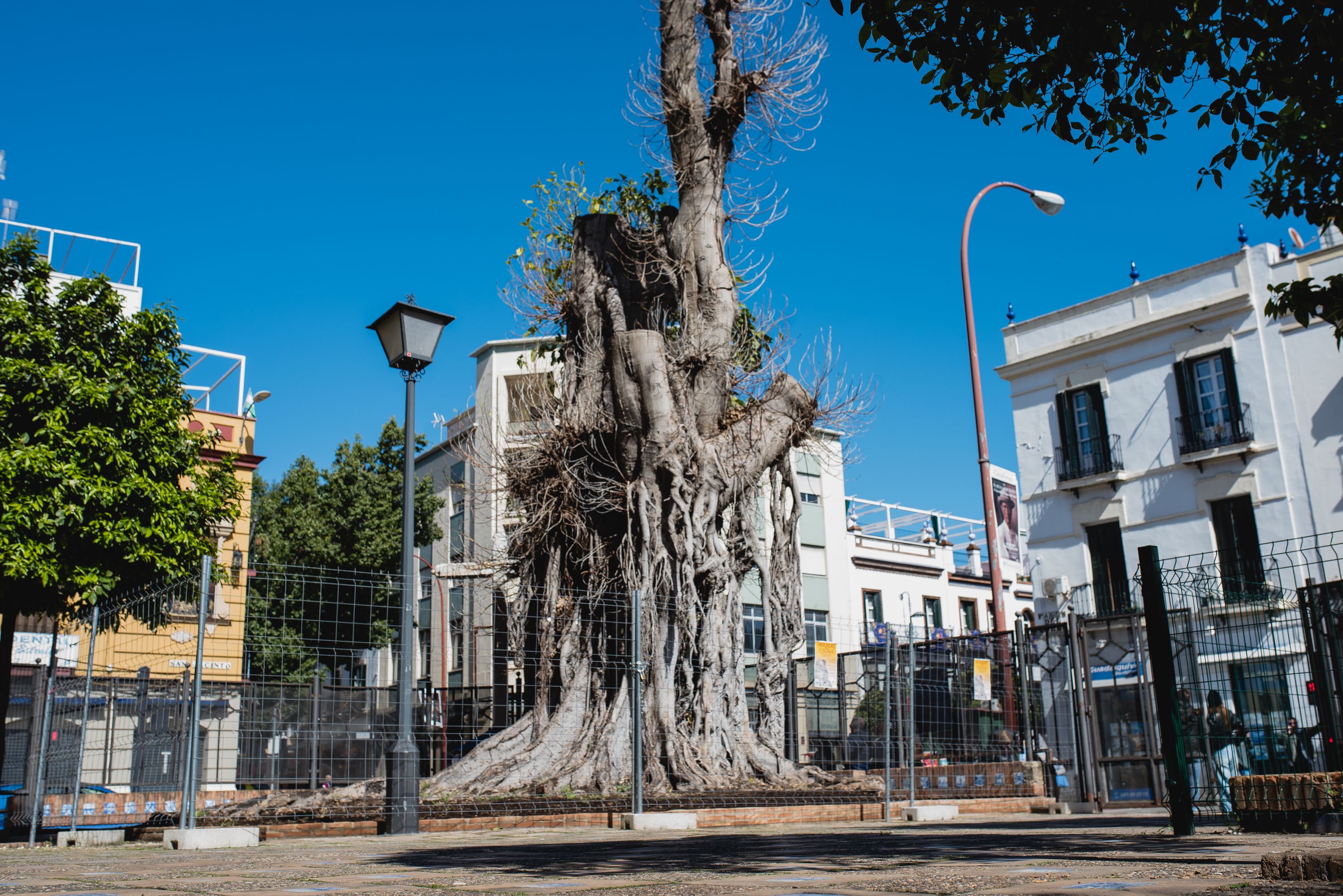 El ficus de San Jacinto, en Sevilla, en una imagen reciente.