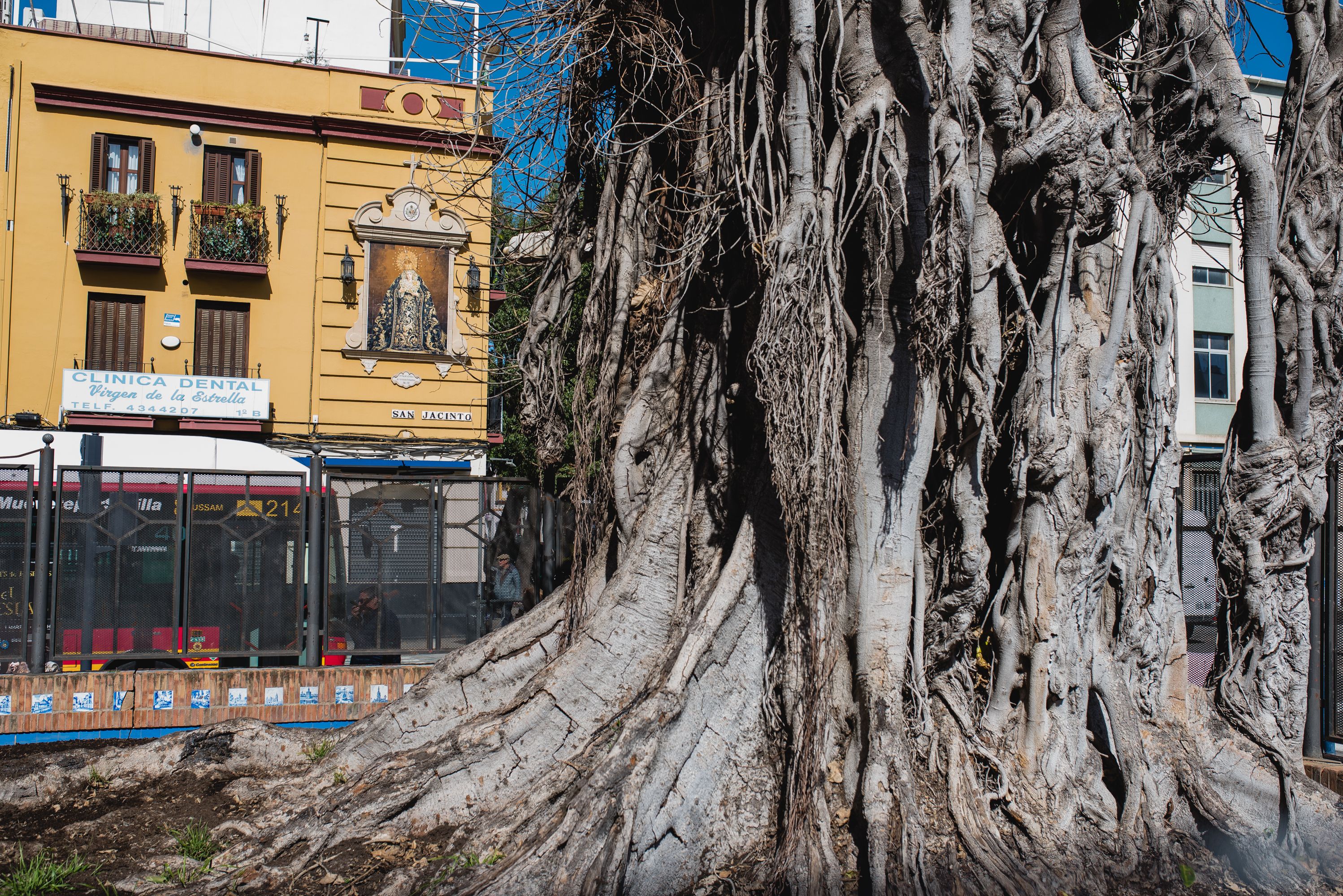 El ficus de San Jacinto, en Sevilla, posee un estado preocupante.