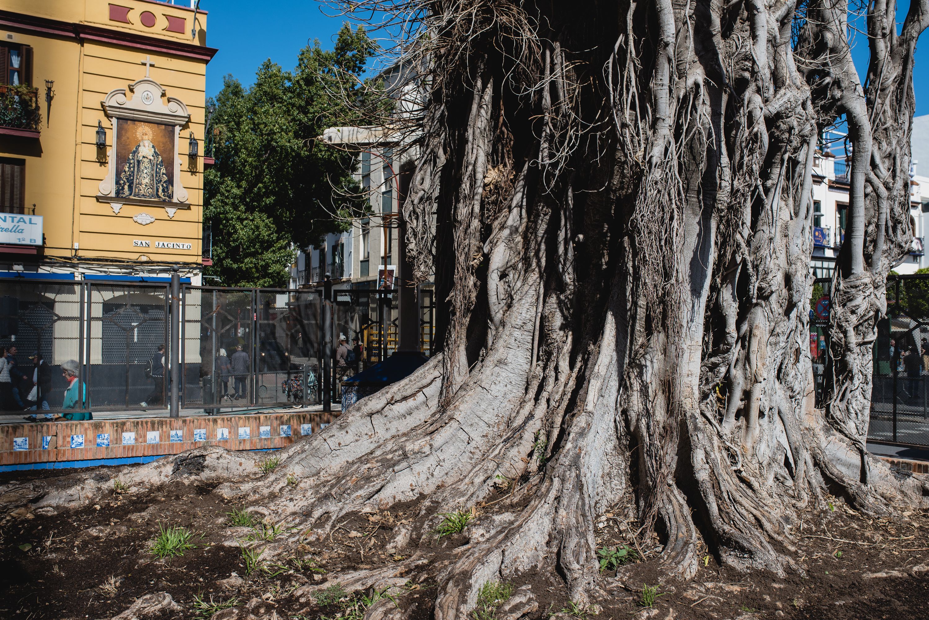 El ficus de San Jacinto, en Sevilla, posee un estado preocupante.