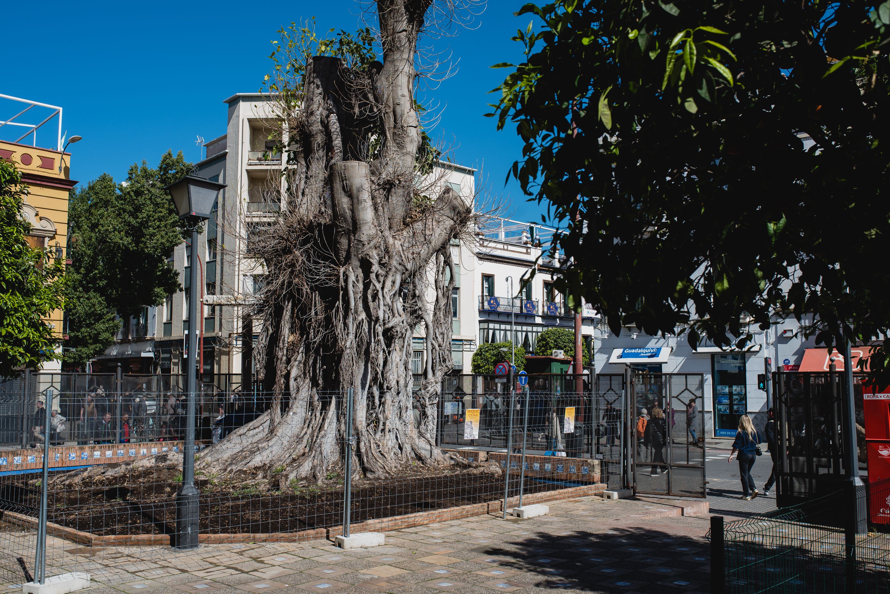 El estado del ficus de San Jacinto, en Sevilla, en una imagen reciente, tomada en marzo.