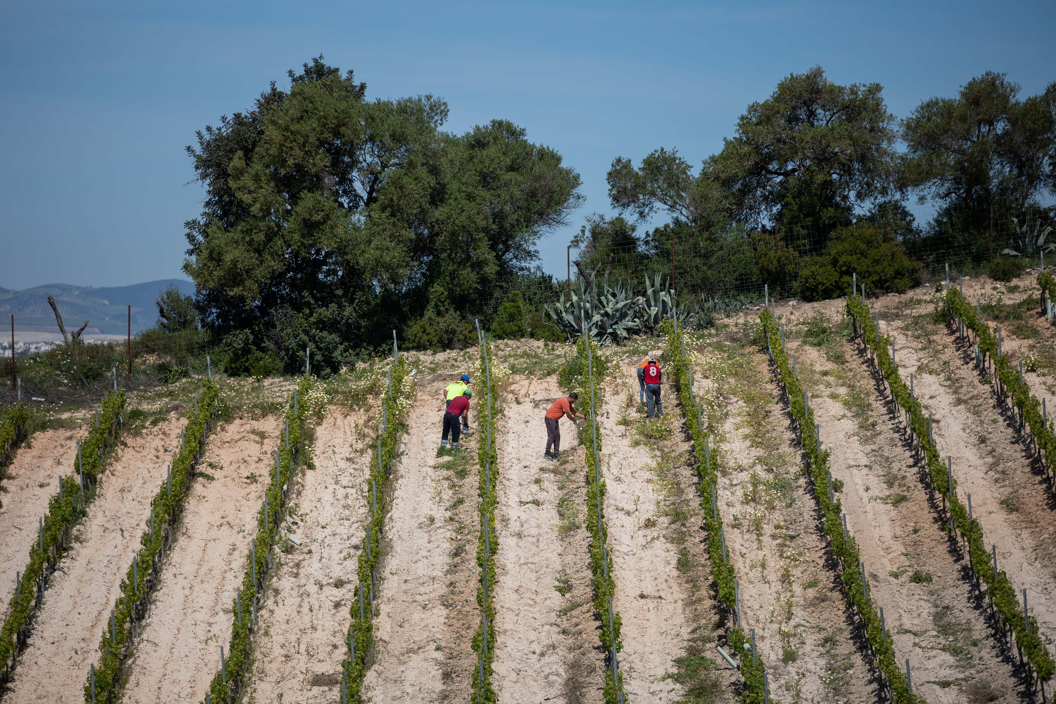 Tres millones de euros para ayudas al sector vitivinícola. Trabajadores tratando un viñedo en el Marco de Jerez.