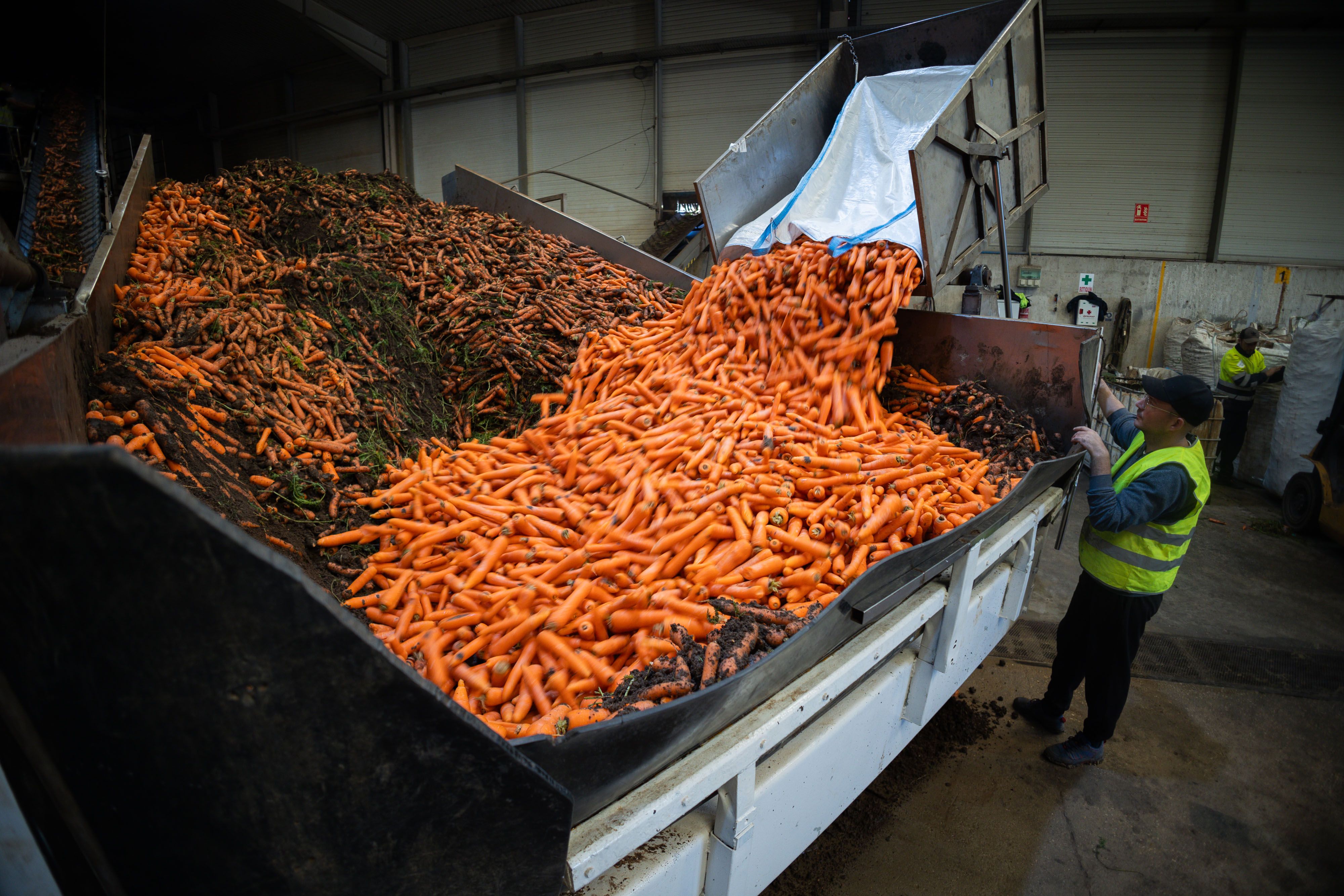 Industria aeroespacial, aceite y... hortalizas. Una imagen del proceso de producción de zanahorias en la empresa Acorval.