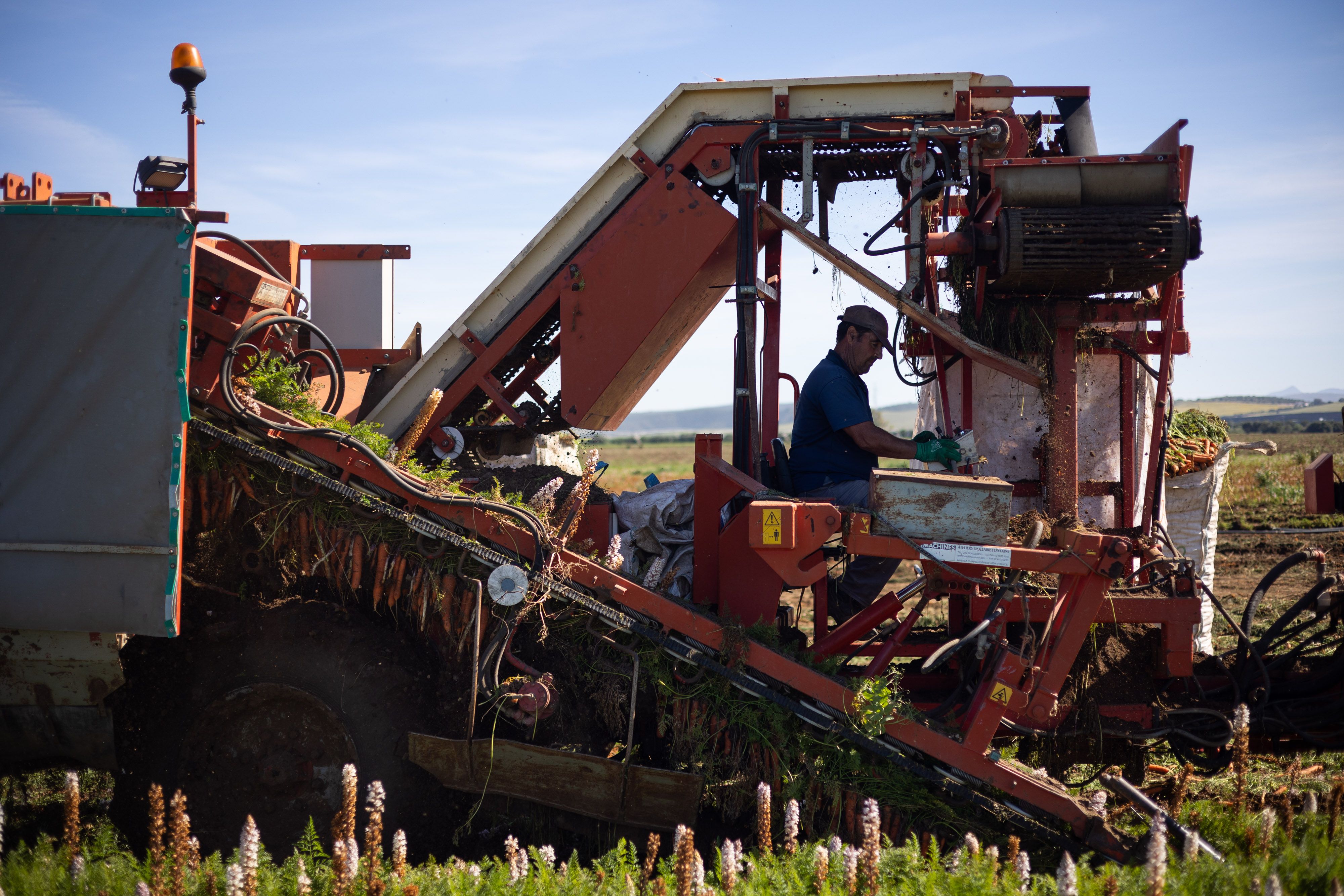 Trabajadores recogen la cosecha sembrada en Andalucía. Europa: la misma con los mismos