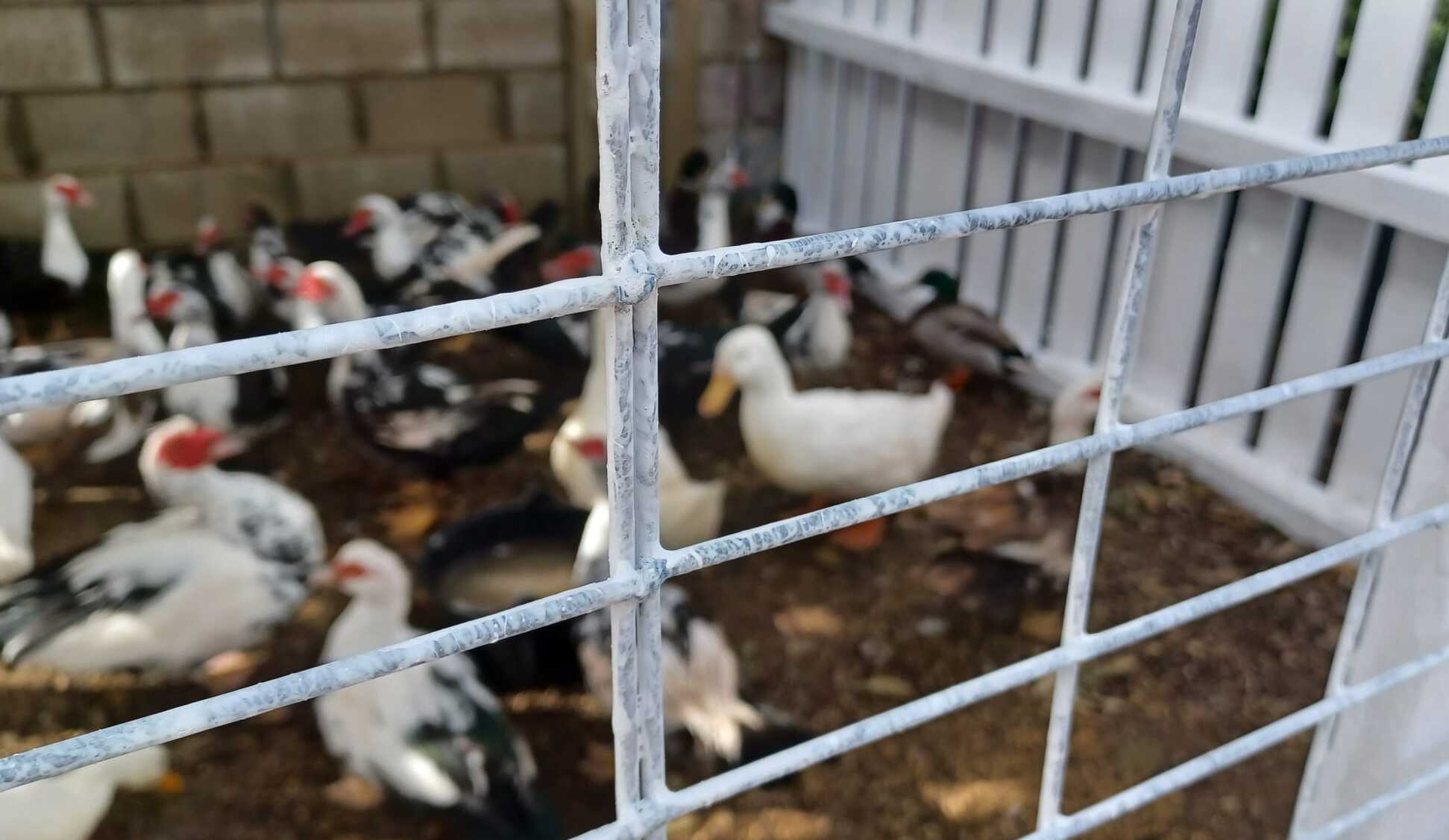 Los patos que se encuentran en el parque Almirante Laulhé. 