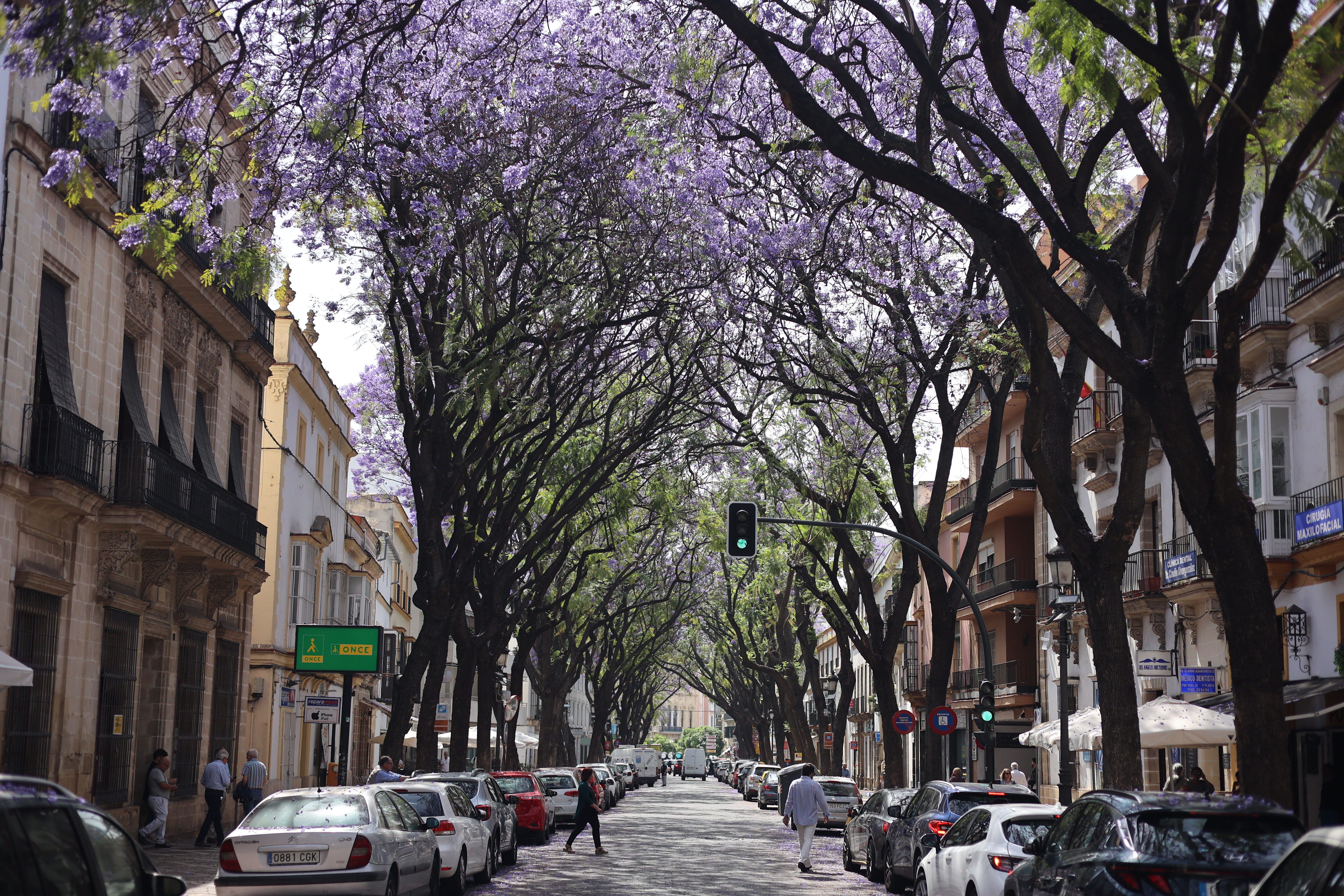 La calle Porvera con sus características jacarandas.