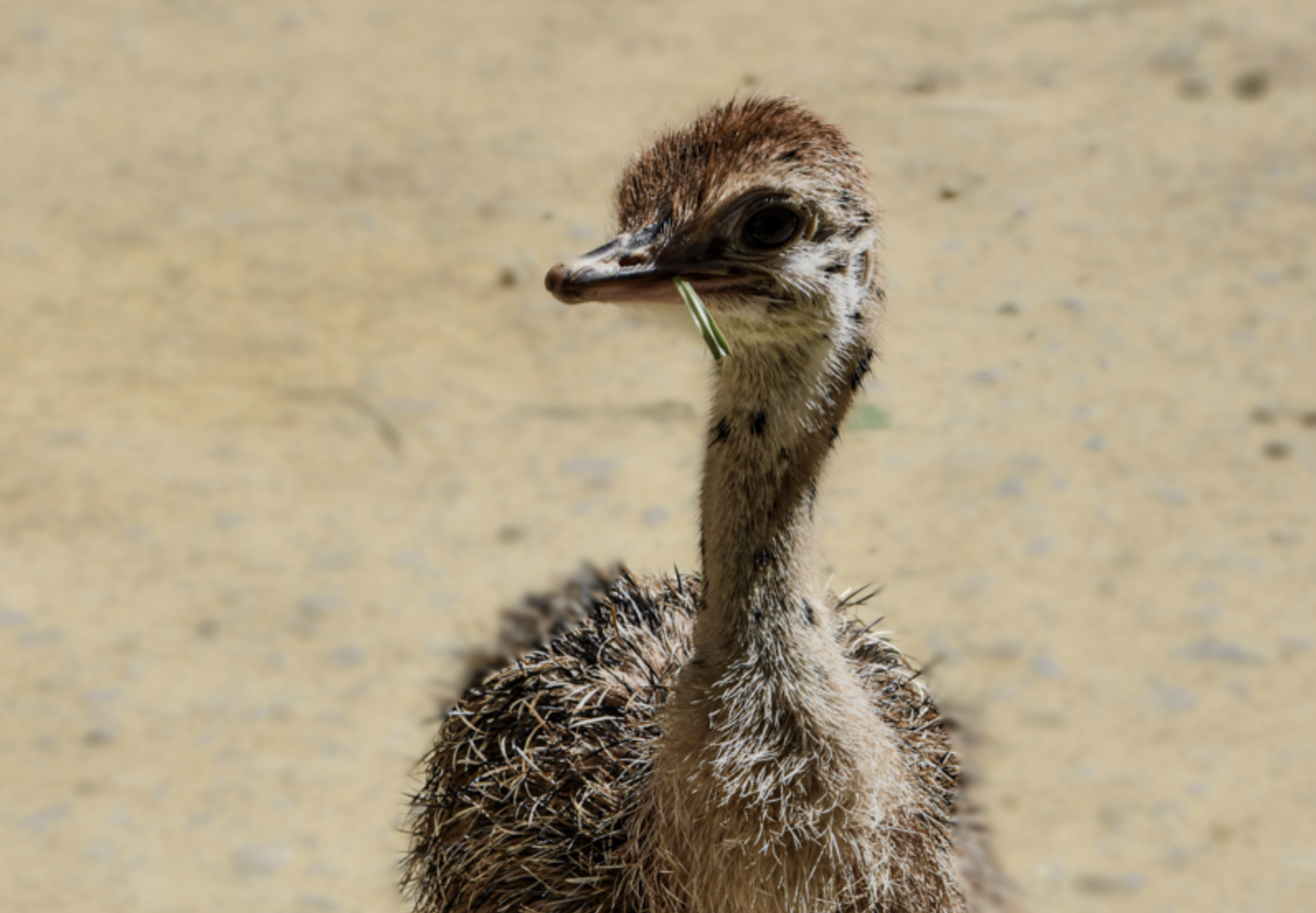 Nace la primera cría de avestruz de cuello rojo de la temporada en el Zoo de Jerez.