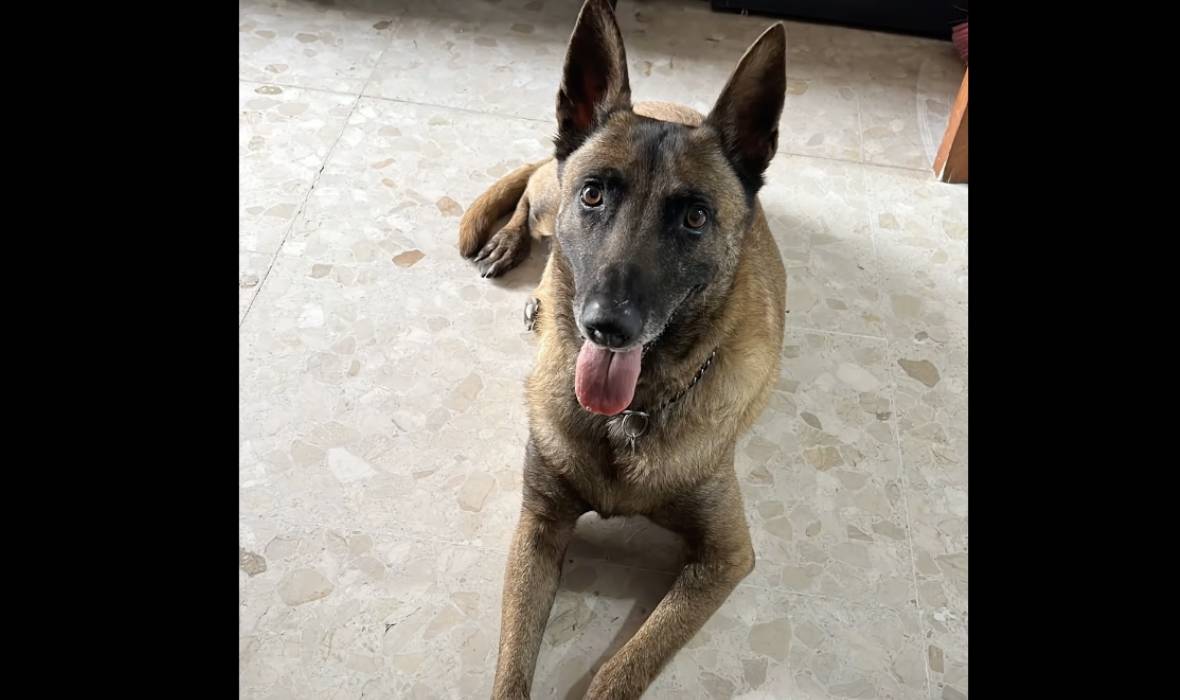 Shena, la agente canina que se ha jubilado de la Policía Local de Chipiona.