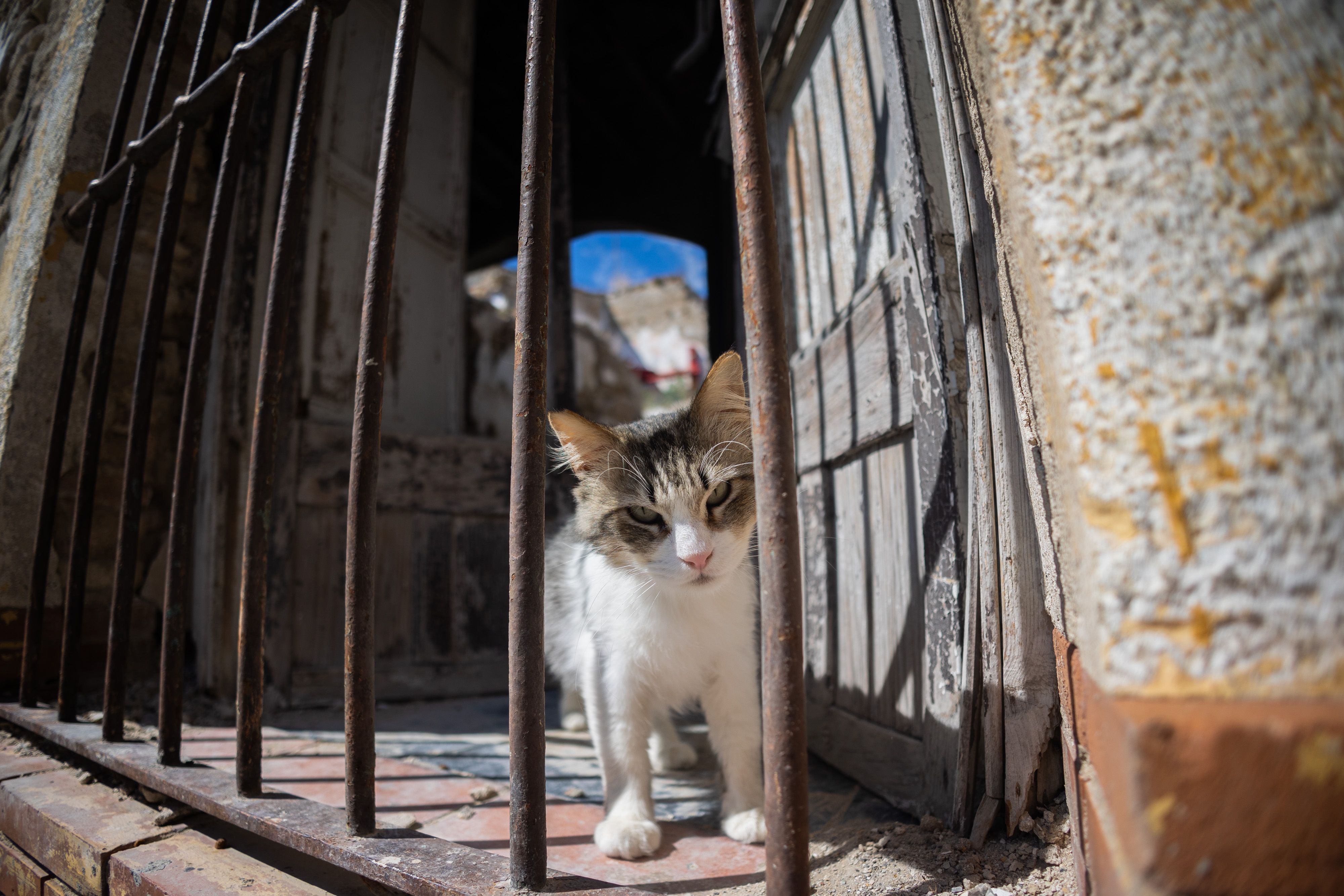 Colonia de gatos callejeros en una imagen de archivo. 