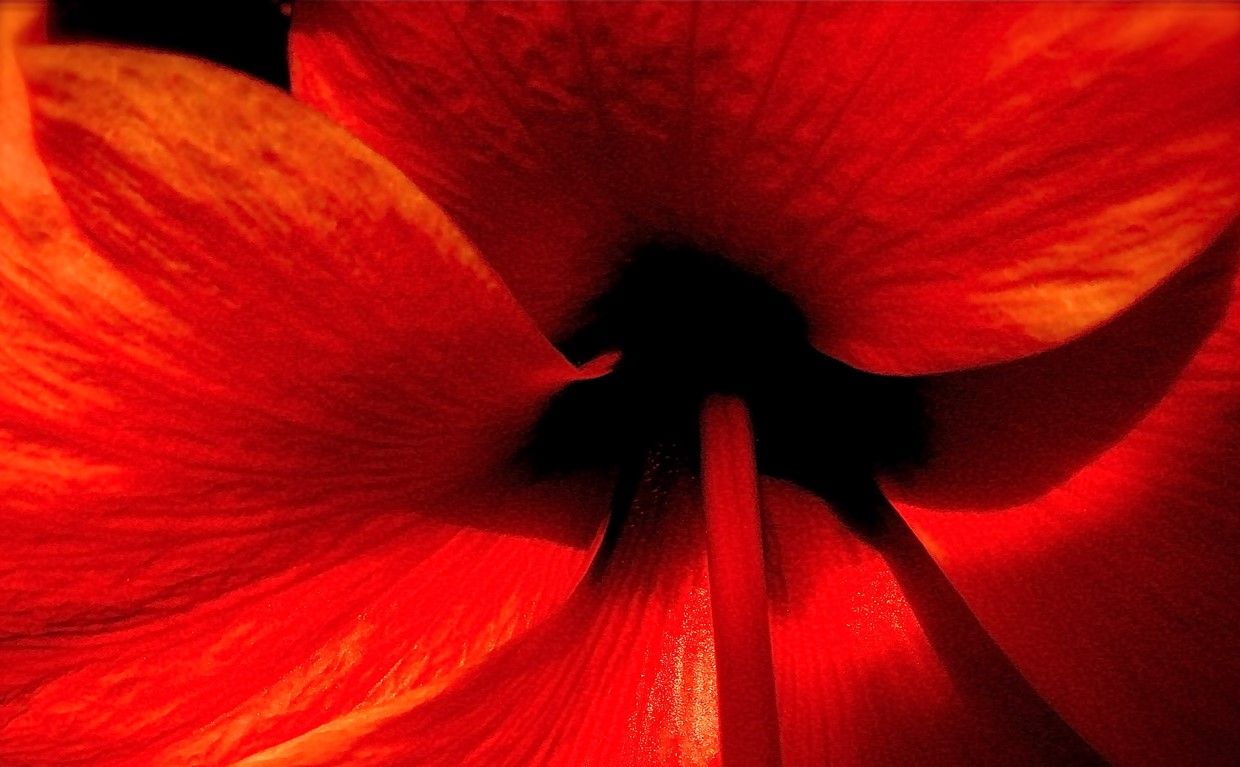 Una flor del pacífico. Por Sonia Blanco en Flickr.