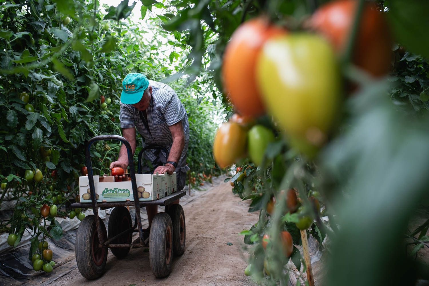 Un trabajador recolecta tomates en una finca en Los Palacios.