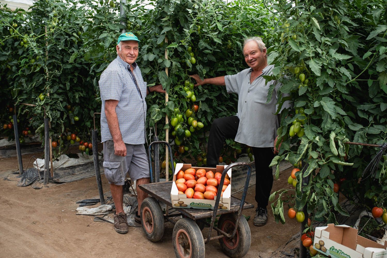 José y Luis, los hermanos Barrón, en sus invernaderos de tomates, absolutamente ejemplares en Los Palacios y Villafranca.