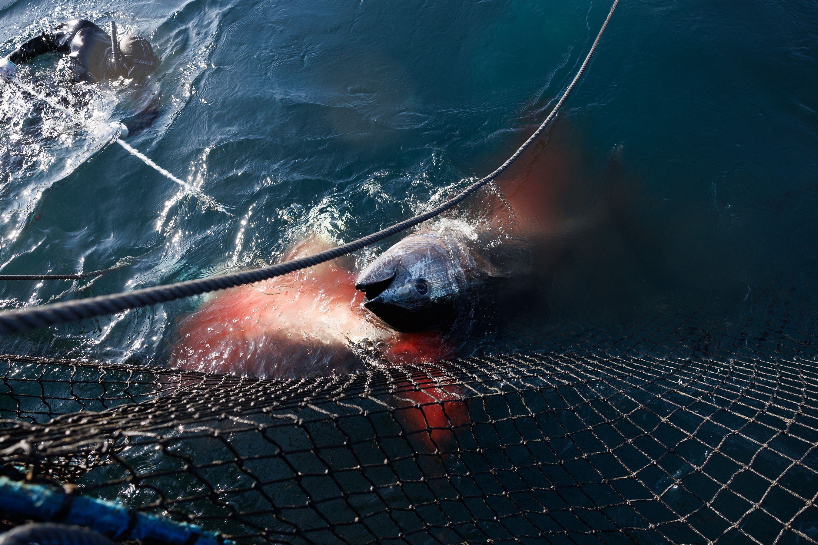 Cuerpo a cuerpo en el copo, un buzo remata un ejemplar de atún rojo en la almadraba de Zahara.