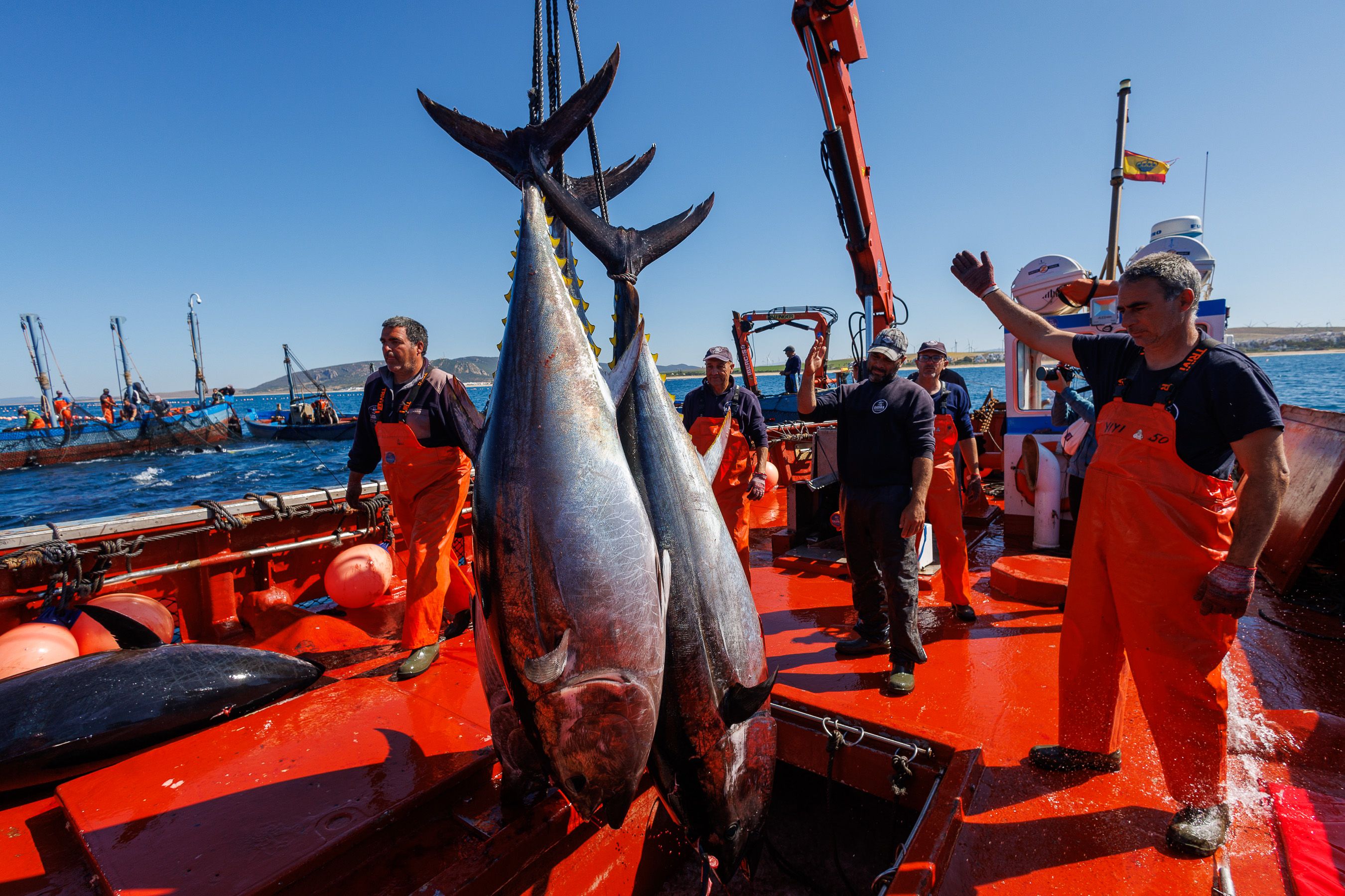 Un duelo milenario en la almadraba. Tres atunes rojos, en el barco que cierra el cuadrilátero y sirve de almacén provisional y transporte a tierra.