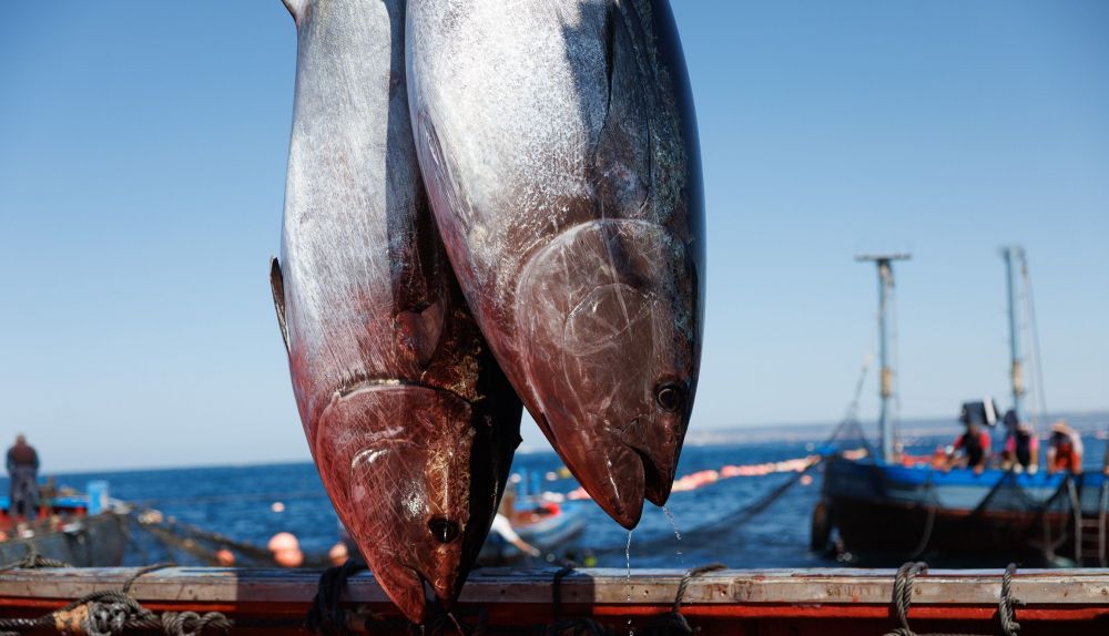 Ejemplares de atún rojo capturados en el copo de la almadraba de Zahara 