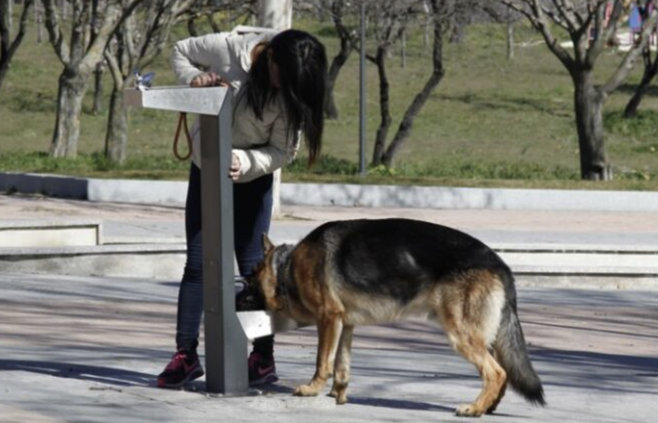 Una fuente para perros en Andalucía. UGR.