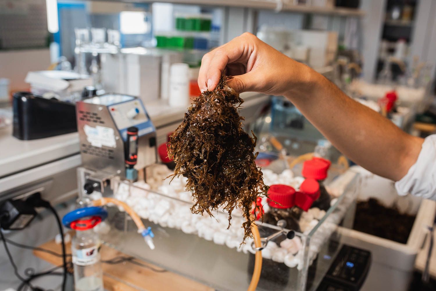 El investigador David Lama sostiene un ejemplar de alga asiática en su laboratorio en el CSIC, en Sevilla.