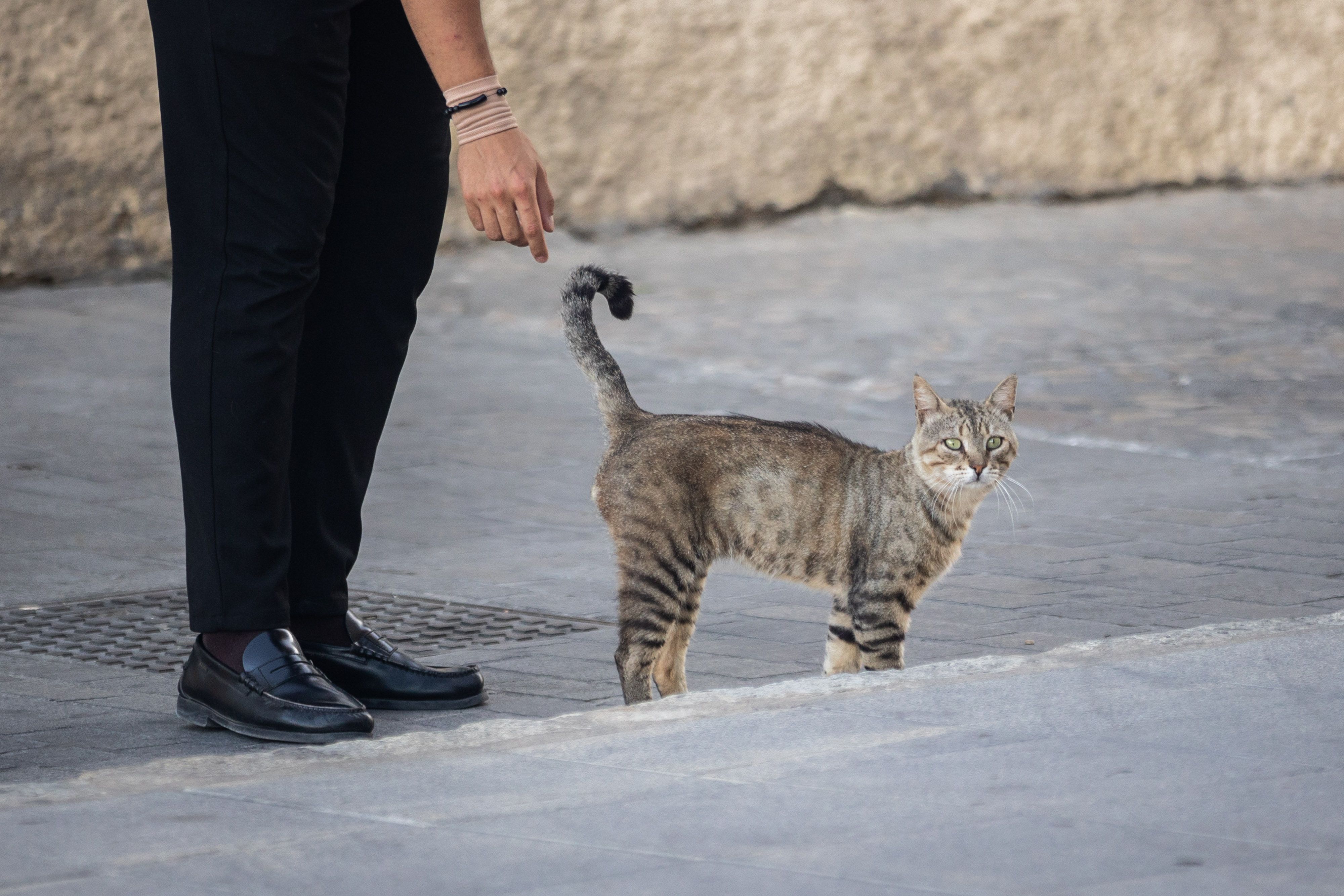 Una mujer voluntaria en una colonia felina.