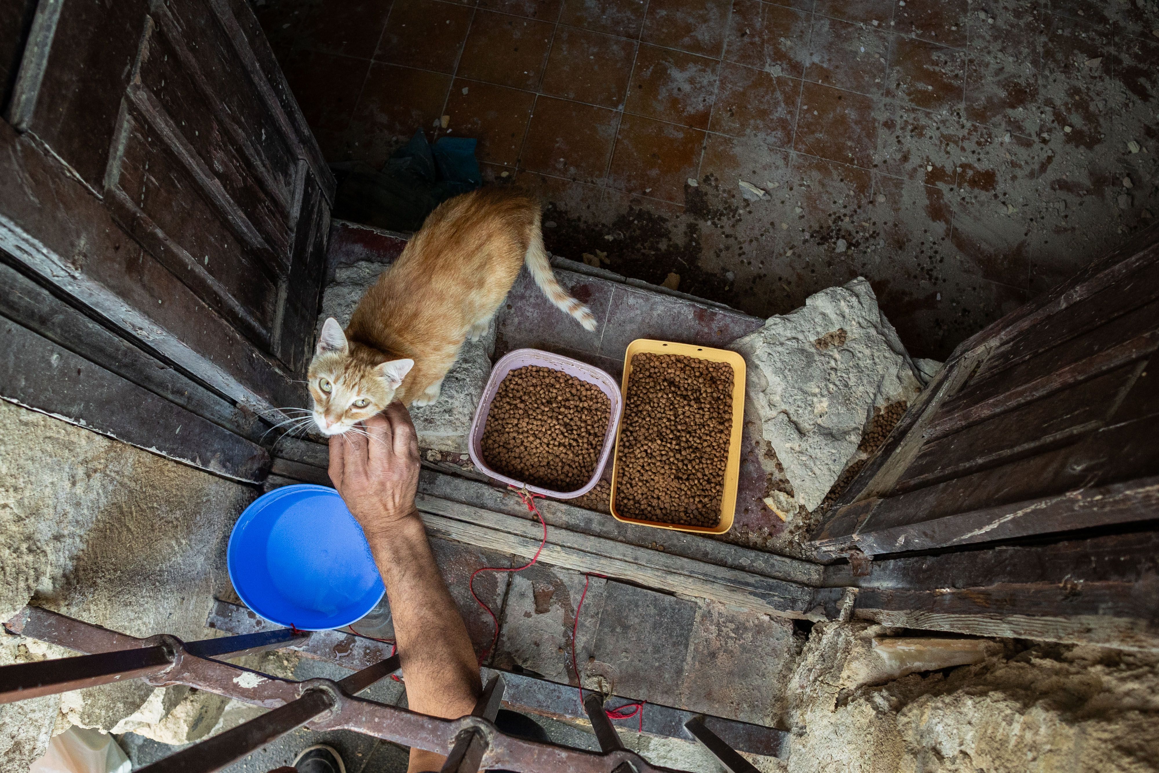 Las colonias felinas son competencia de los ayuntamientos desde la entrada en vigor de la ley de bienestar animal. En la imagen, un voluntario acaricia a un gato de una colonia en Jerez. 