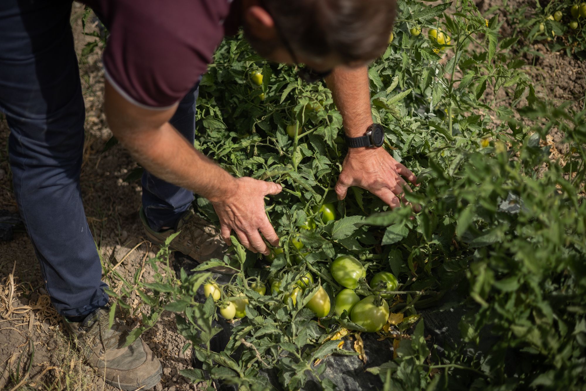 Un agricultor en Torrecera. La PAC afecta a numerosos agricultores y ganaderos de Andalucía.