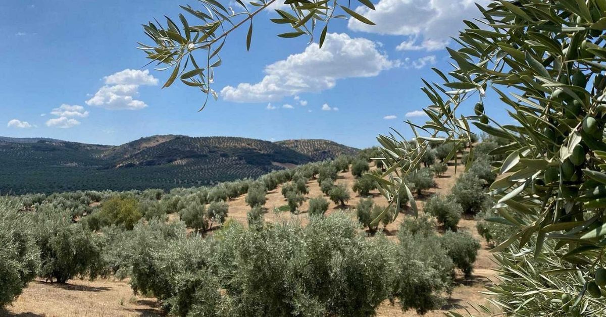 Un paisaje de olivar en Jaén.