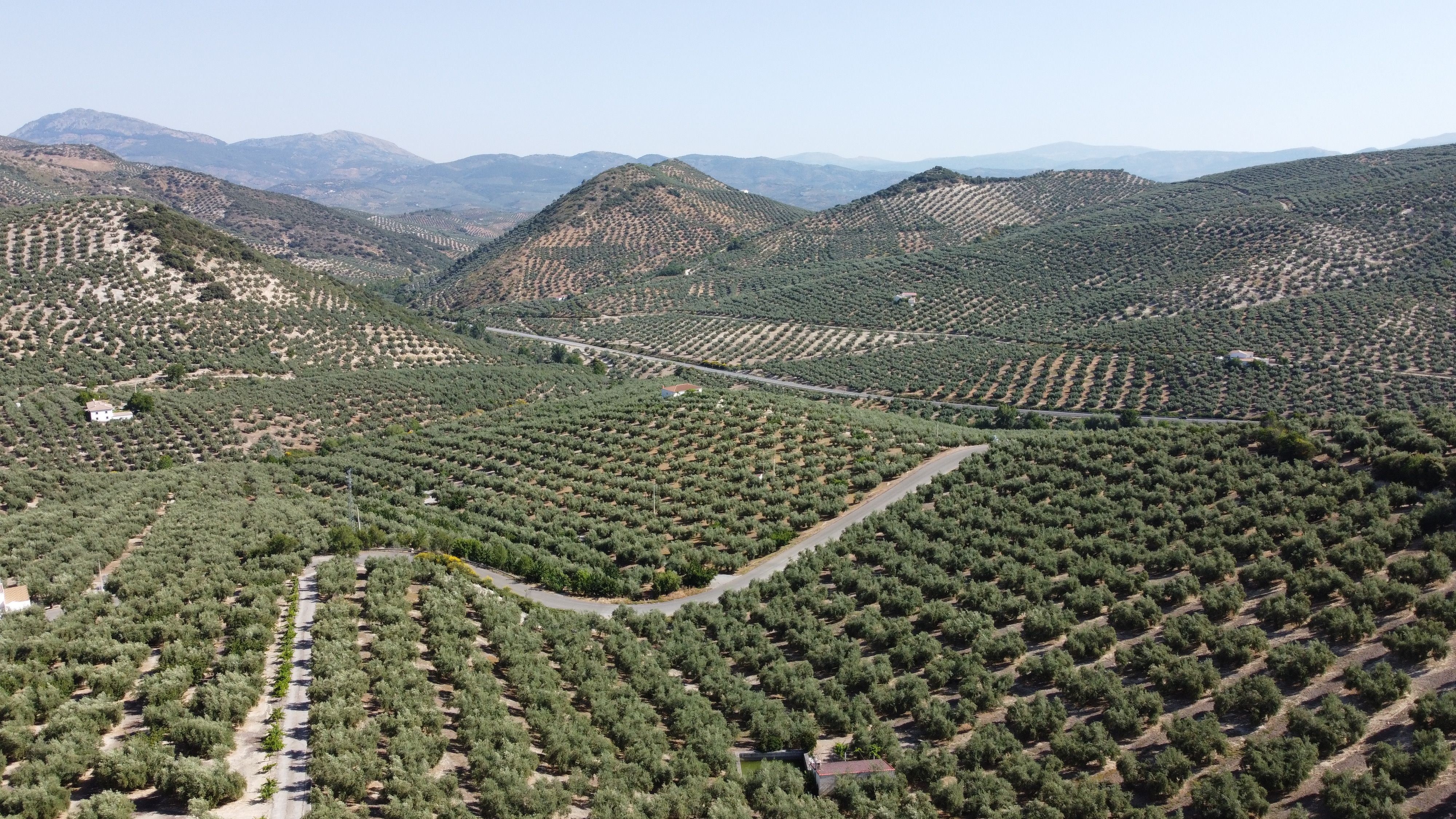 Un olivar de Jaén a vista de drone