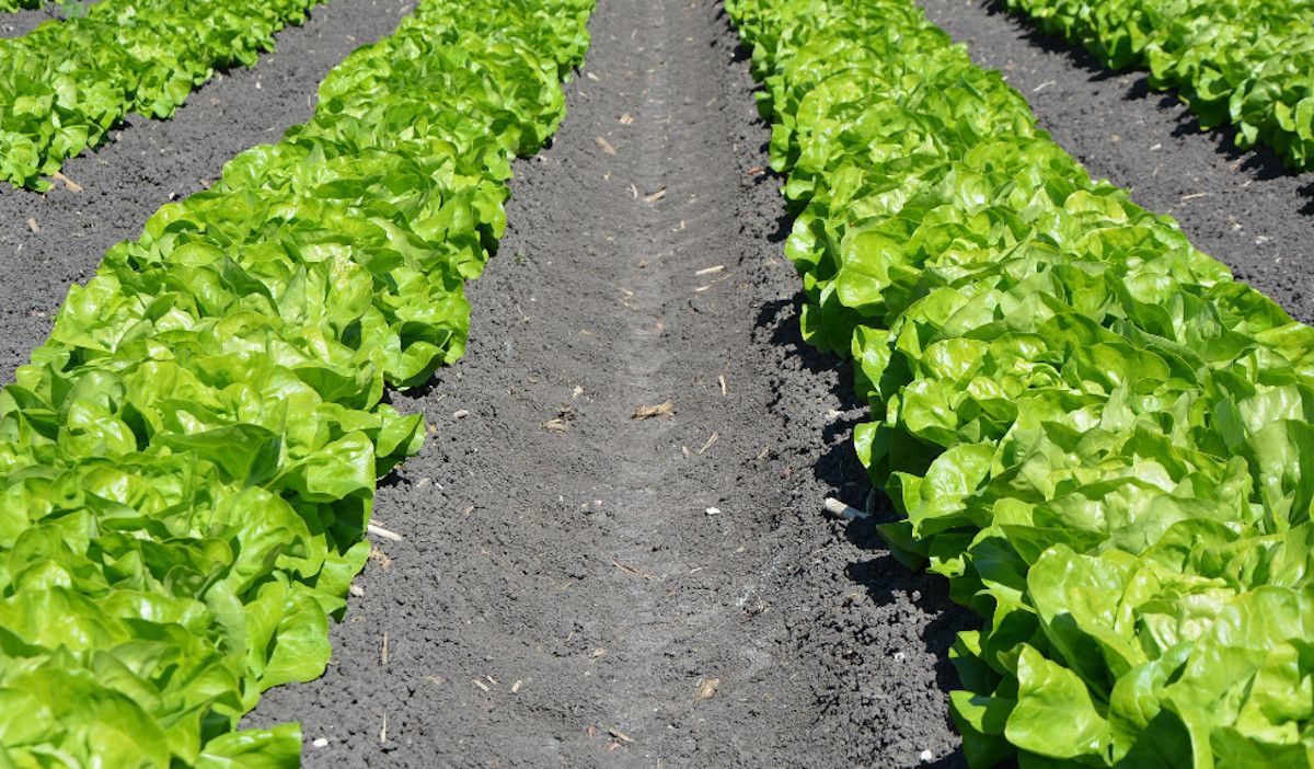 Cultivo de lechuga en una imagen. FUNDACIÓN DESCUBRE