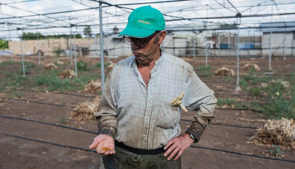 El agricultor José González ha cosechado este año 100 kilos de habichuelas 'colorás'.