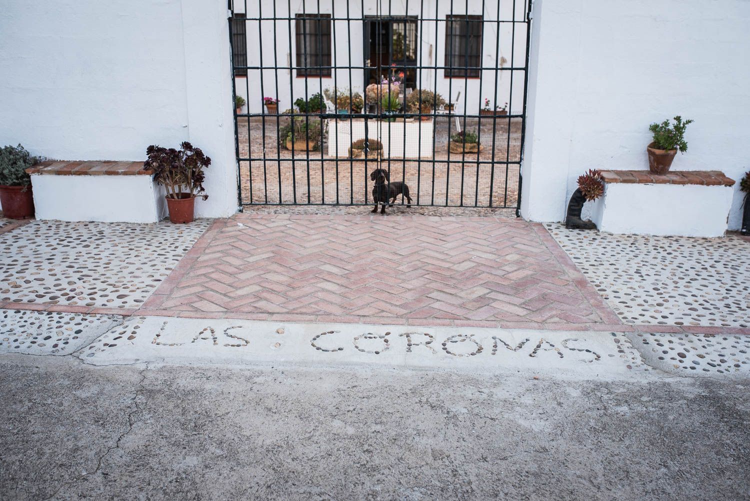 La finca Las Coronas, con lavanda, aloe vera, chopos y eucaliptos en plena campiña de Carmona, en imágenes.
