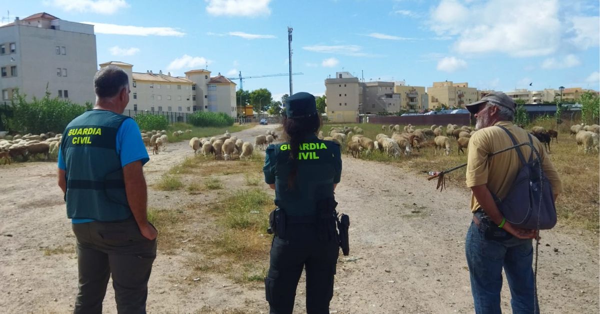La Guardia Civil ha detenido a tres personas tras las estafas a 18 ganaderos de la provincia de Cádiz.