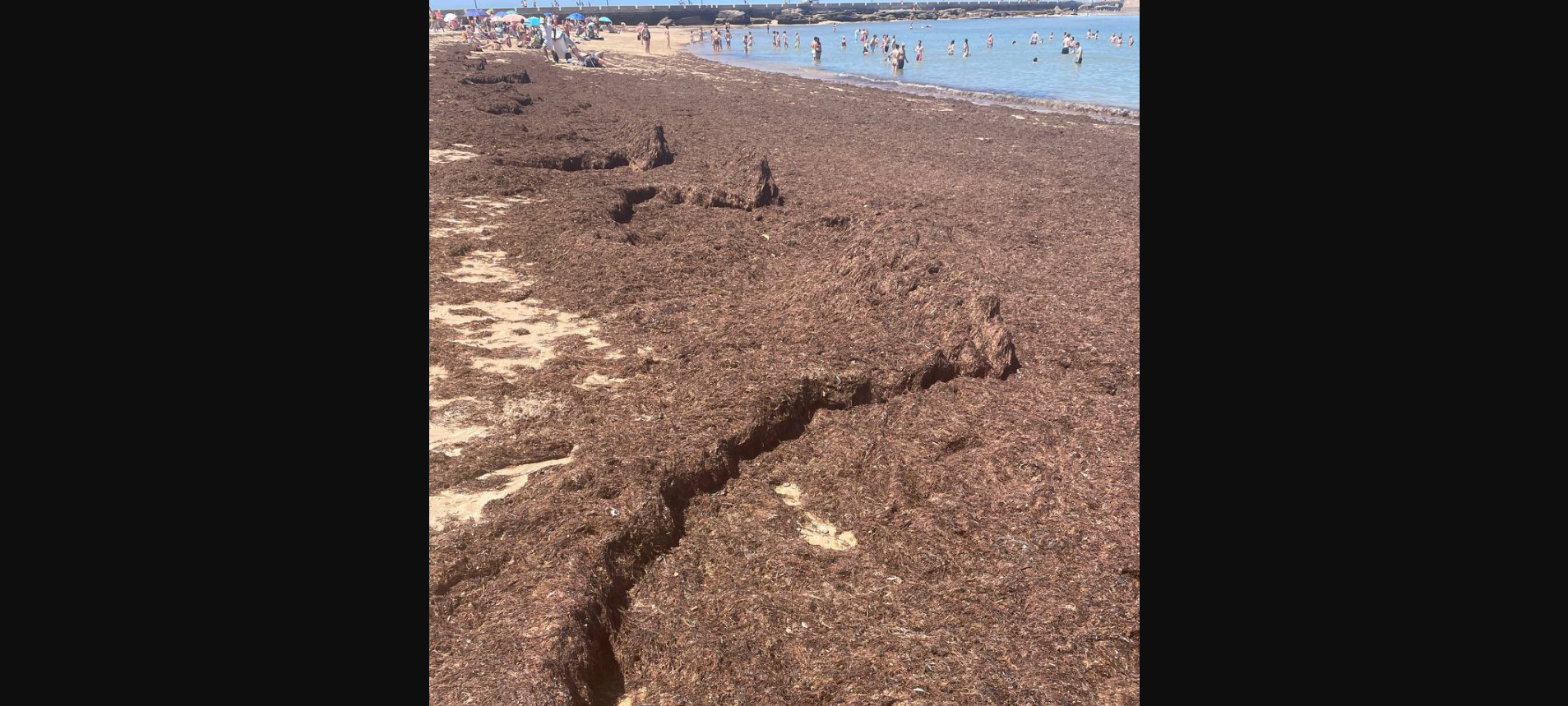 La playa de la Caleta, en Cádiz, repleta de alga asiática, este sábado.