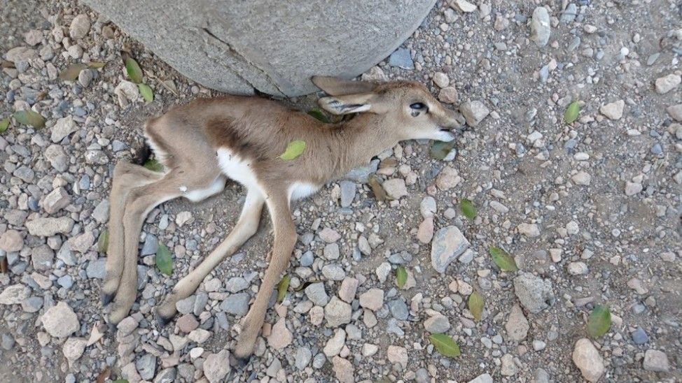 Una gacela recién parida, que ha muerto por estrés después del festival en Almería.